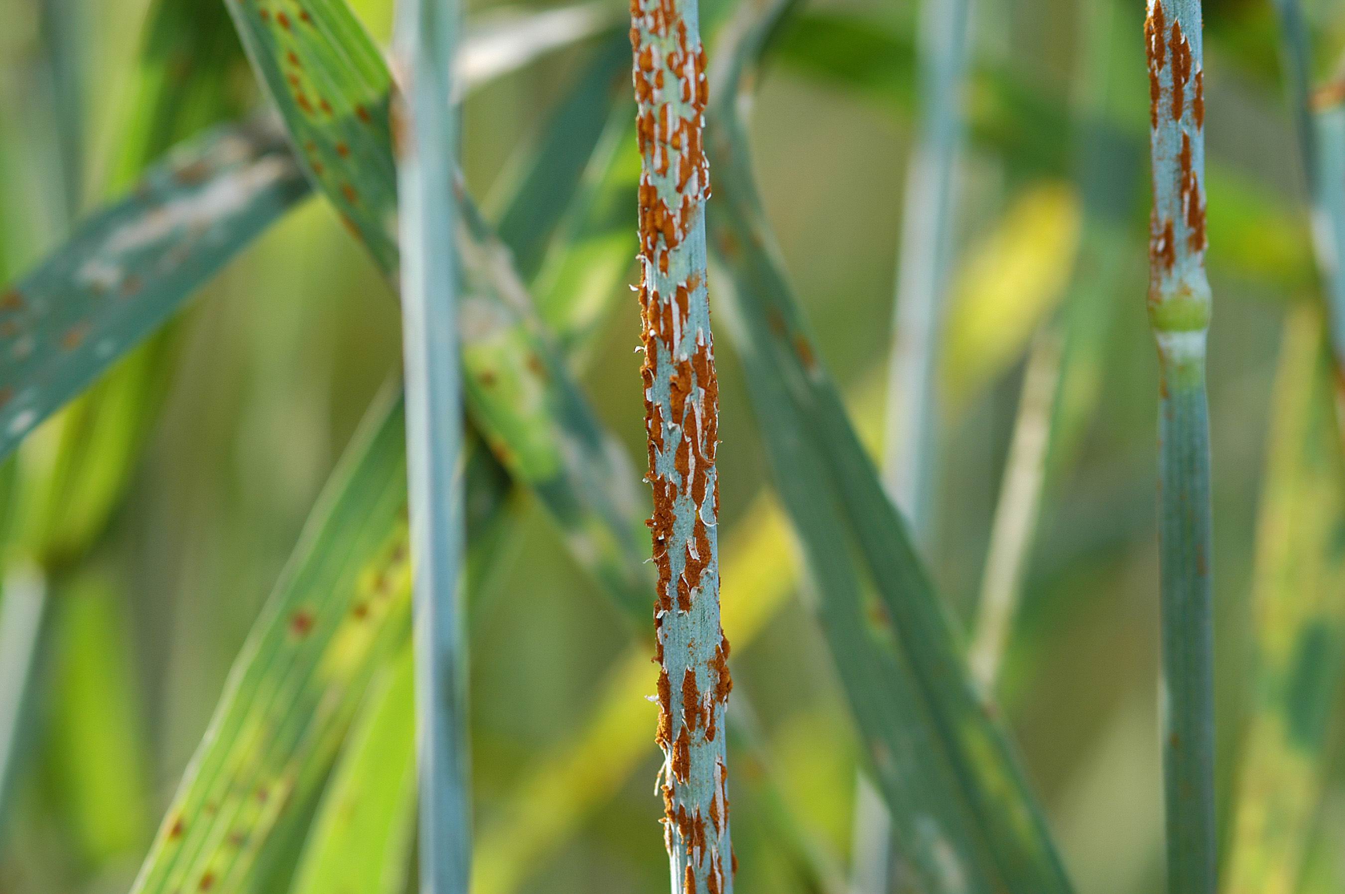 Nahaufnahme eines Puccinia graminis an Weizen