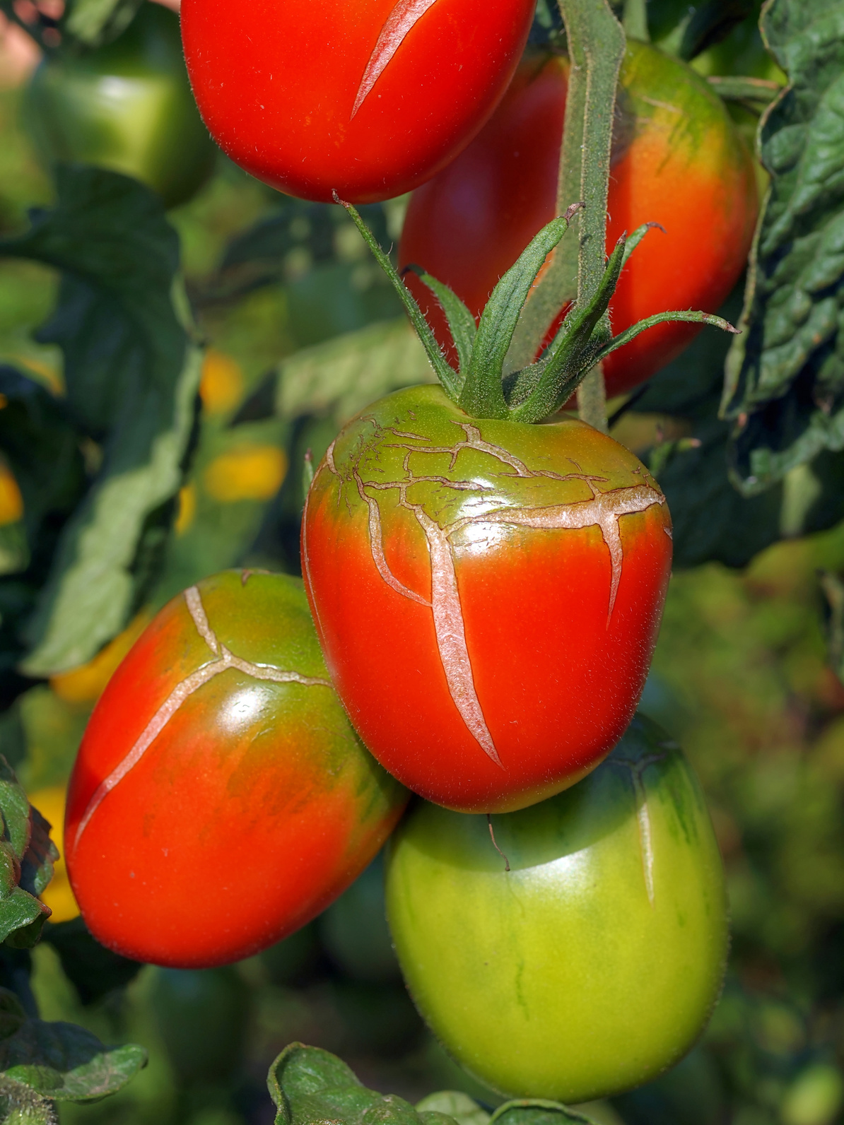 Geplatzte Tomatenfrüchte