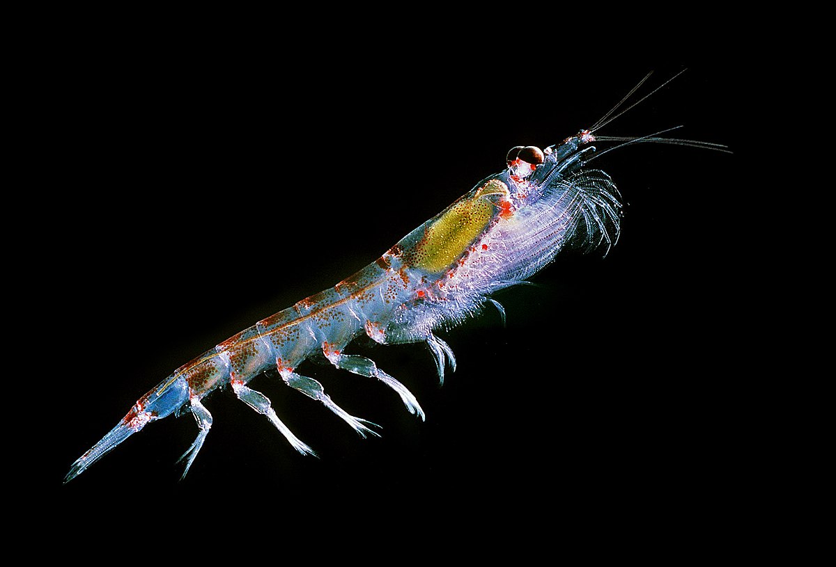 Antarktischer Krill