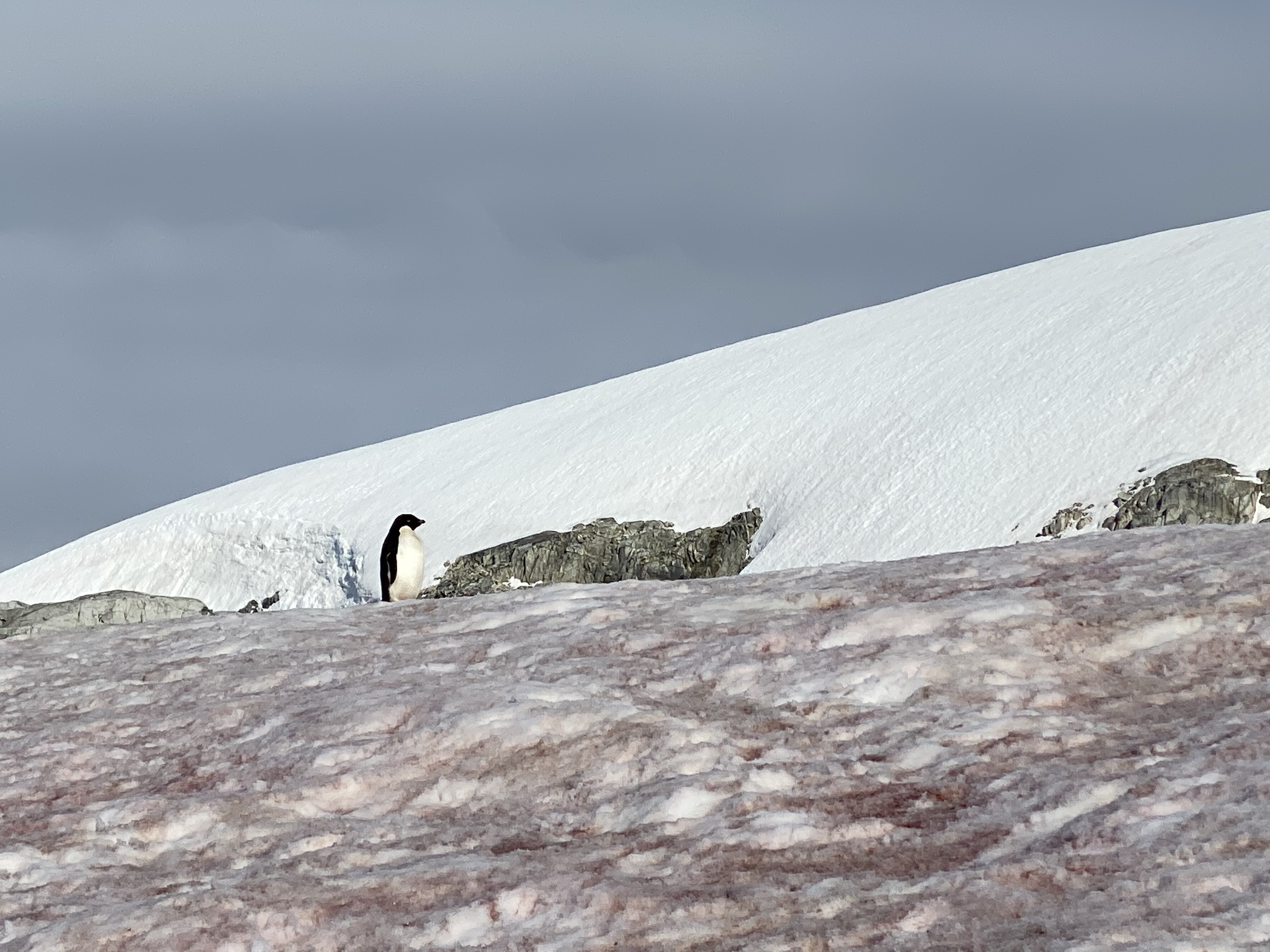 Rotalgen geben dem Eis und Schnee an vielen Orten eine starke Färbung.