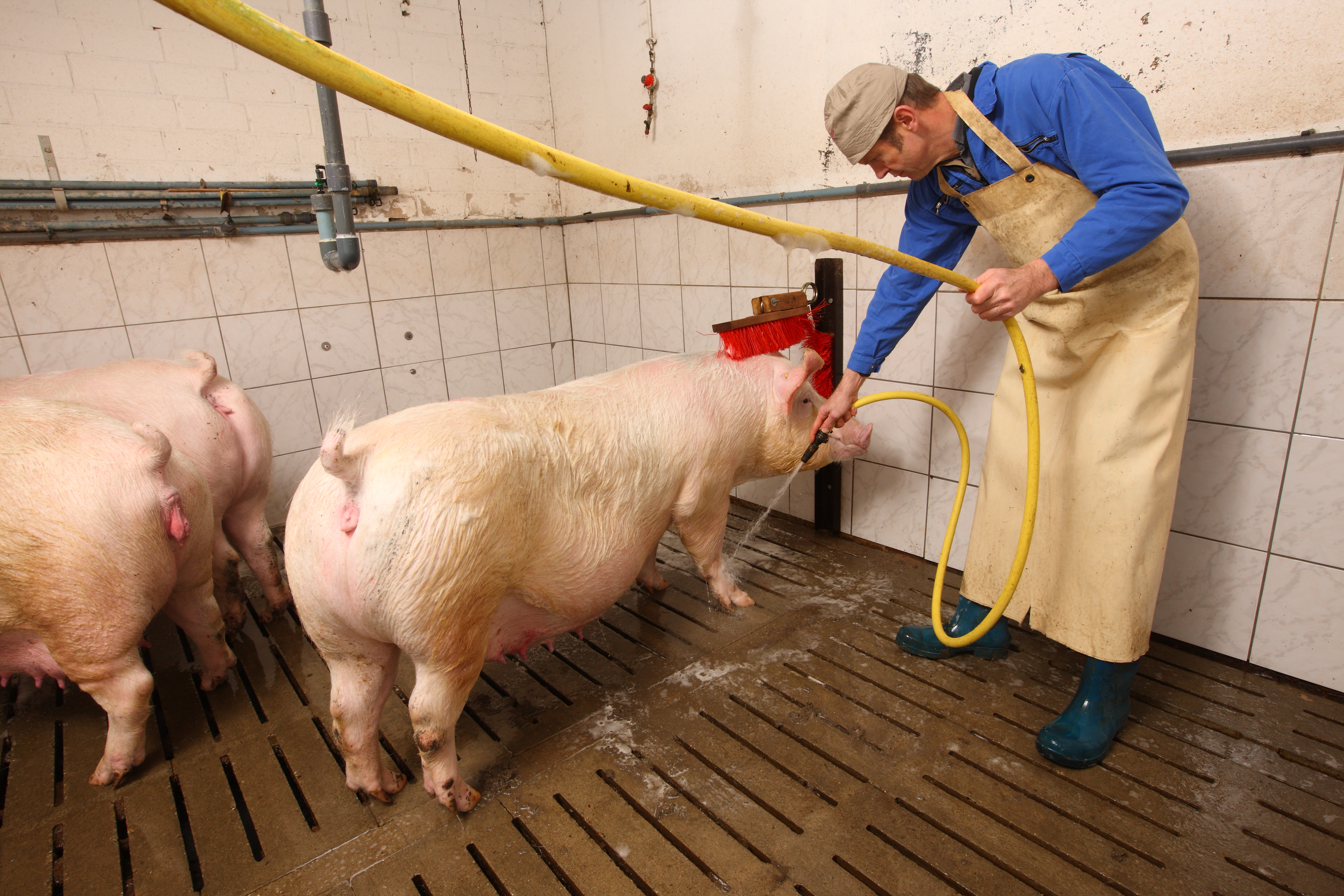 Das Bild zeigt einen weiß gekachelten Raum, in dem von einer Person in Arbeitskleidung mit Schürze und Gummistiefeln, die trächtigen Sauen abgeduscht werden.