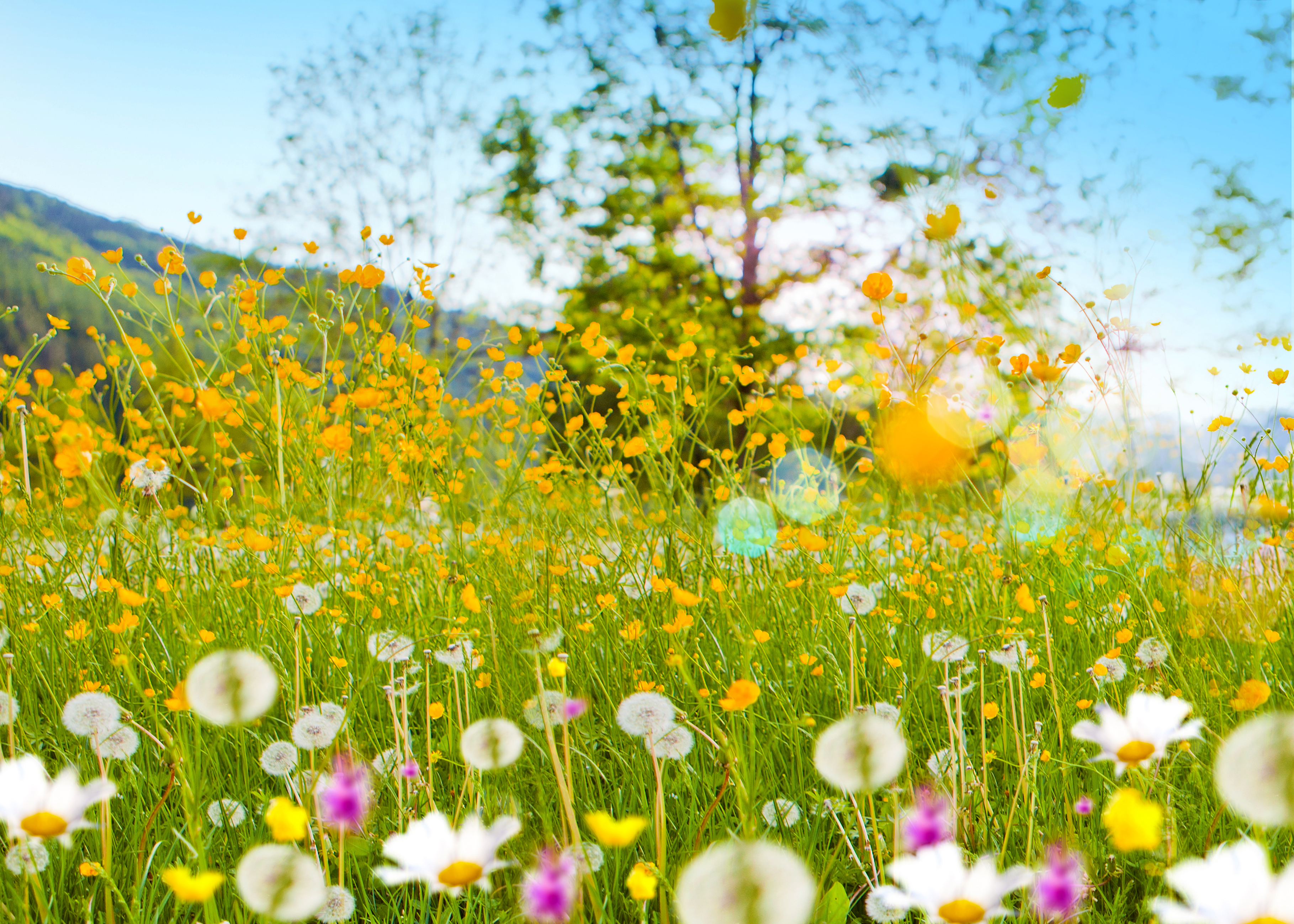 colourful flowering summer meadow