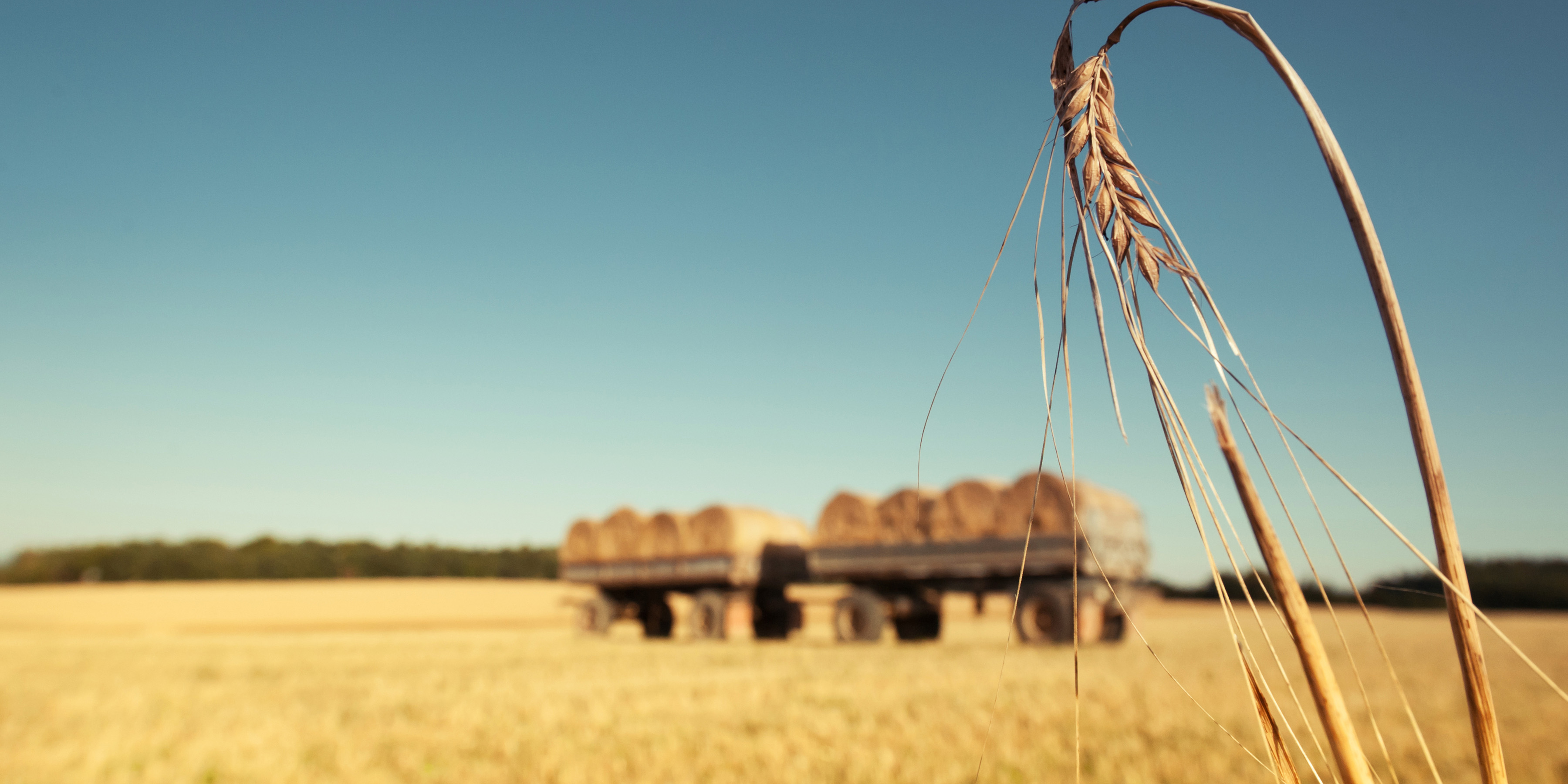 Stopelacker mit landwirtschaftlichem Anhänger der mit Strohballen beladen ist - im Vordergrund steht noch eine einzelne Ähre