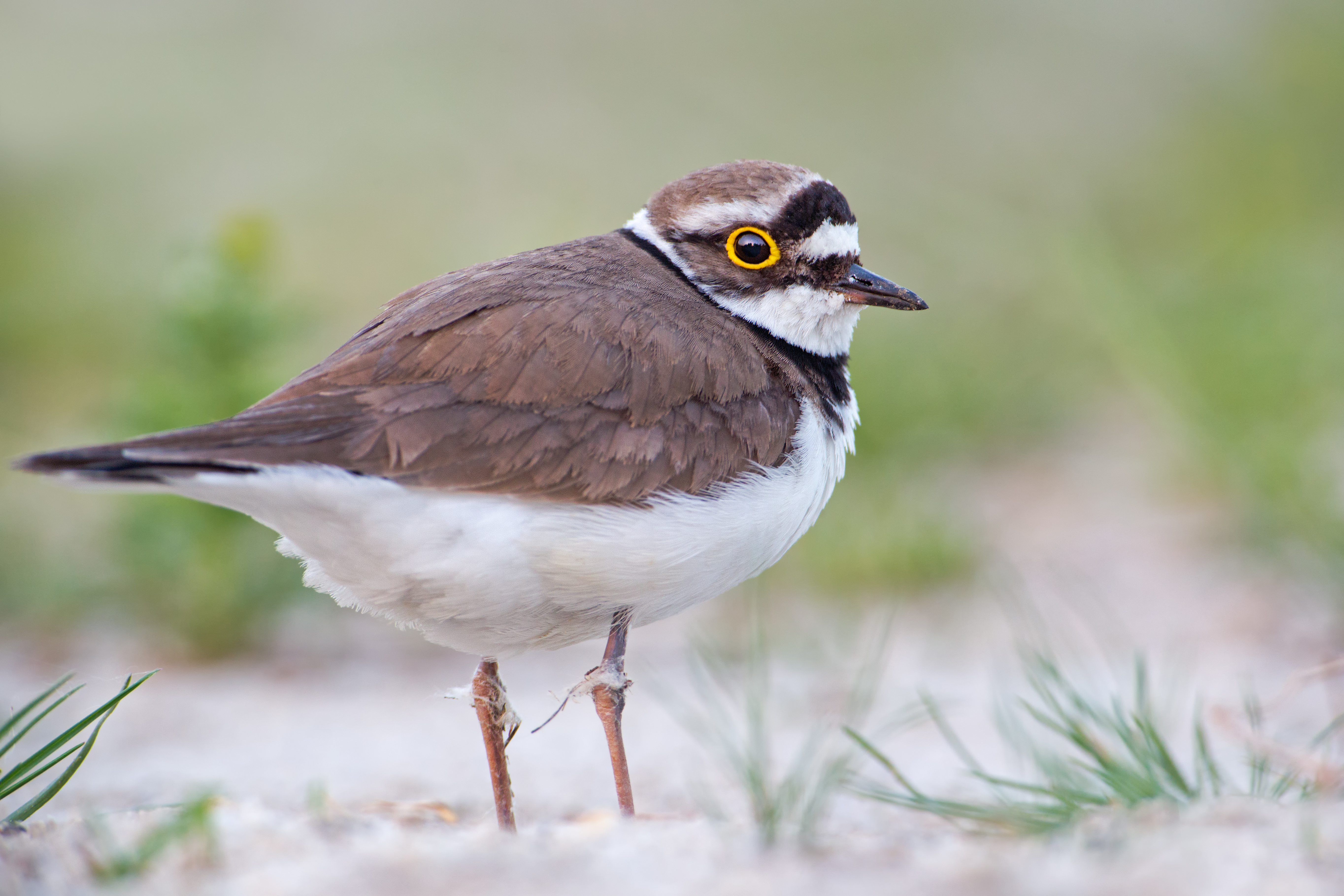 schwarz-braun gefiederter Vogel genannt Flussregenpfeifer