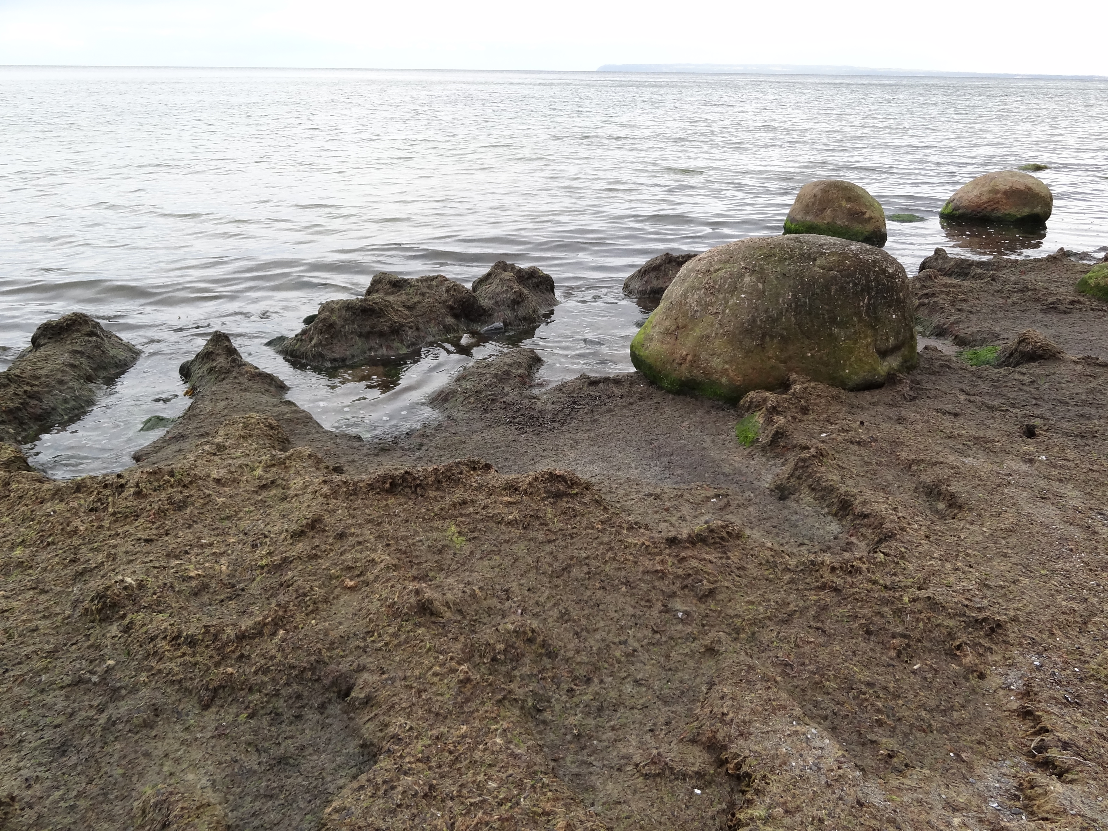 Am Strand von Kap Arkona eine große Fläche mit Algenmatten belegt