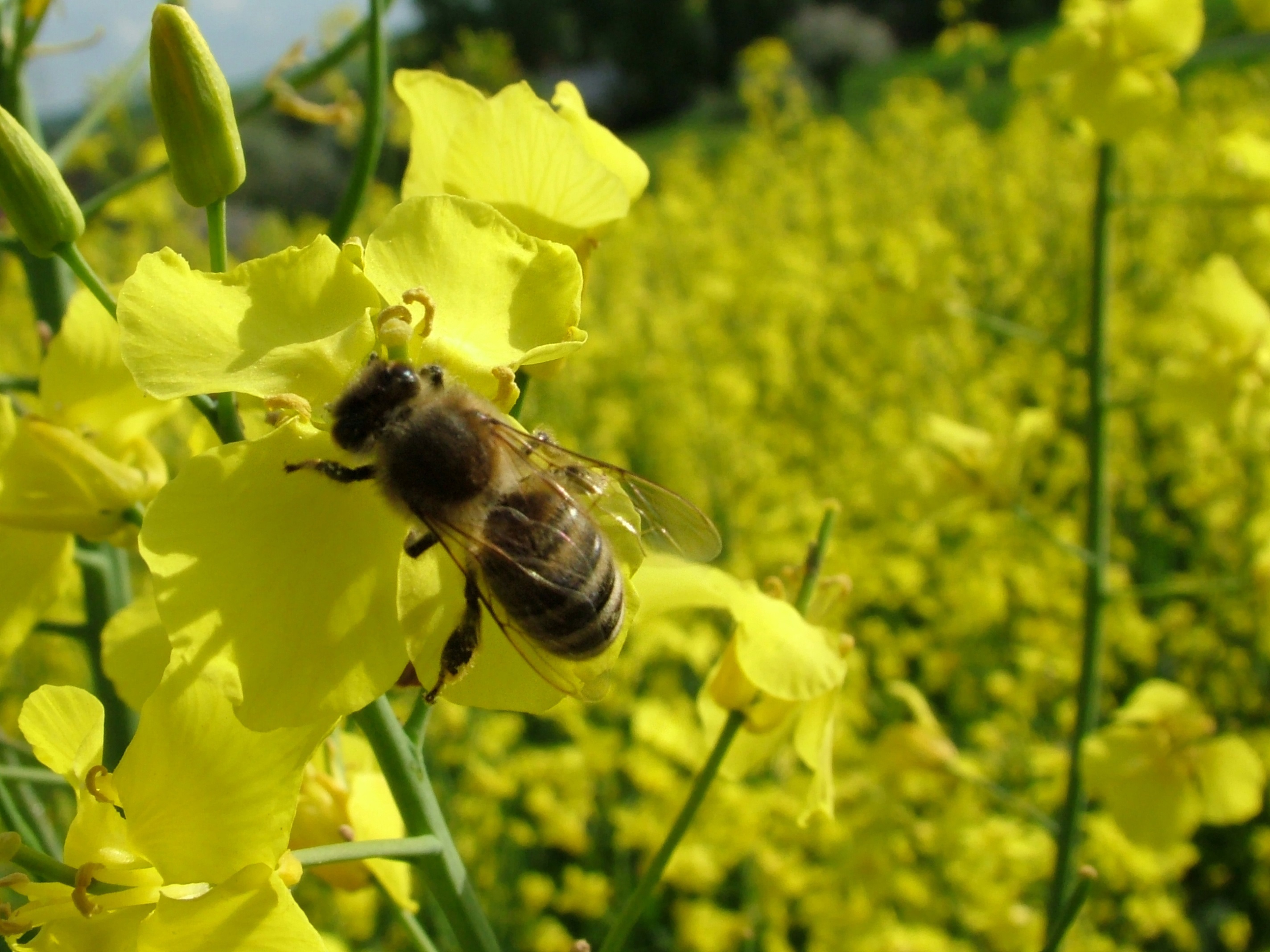Das Bild zeigt eine Biene auf gelben Rapsblüten.