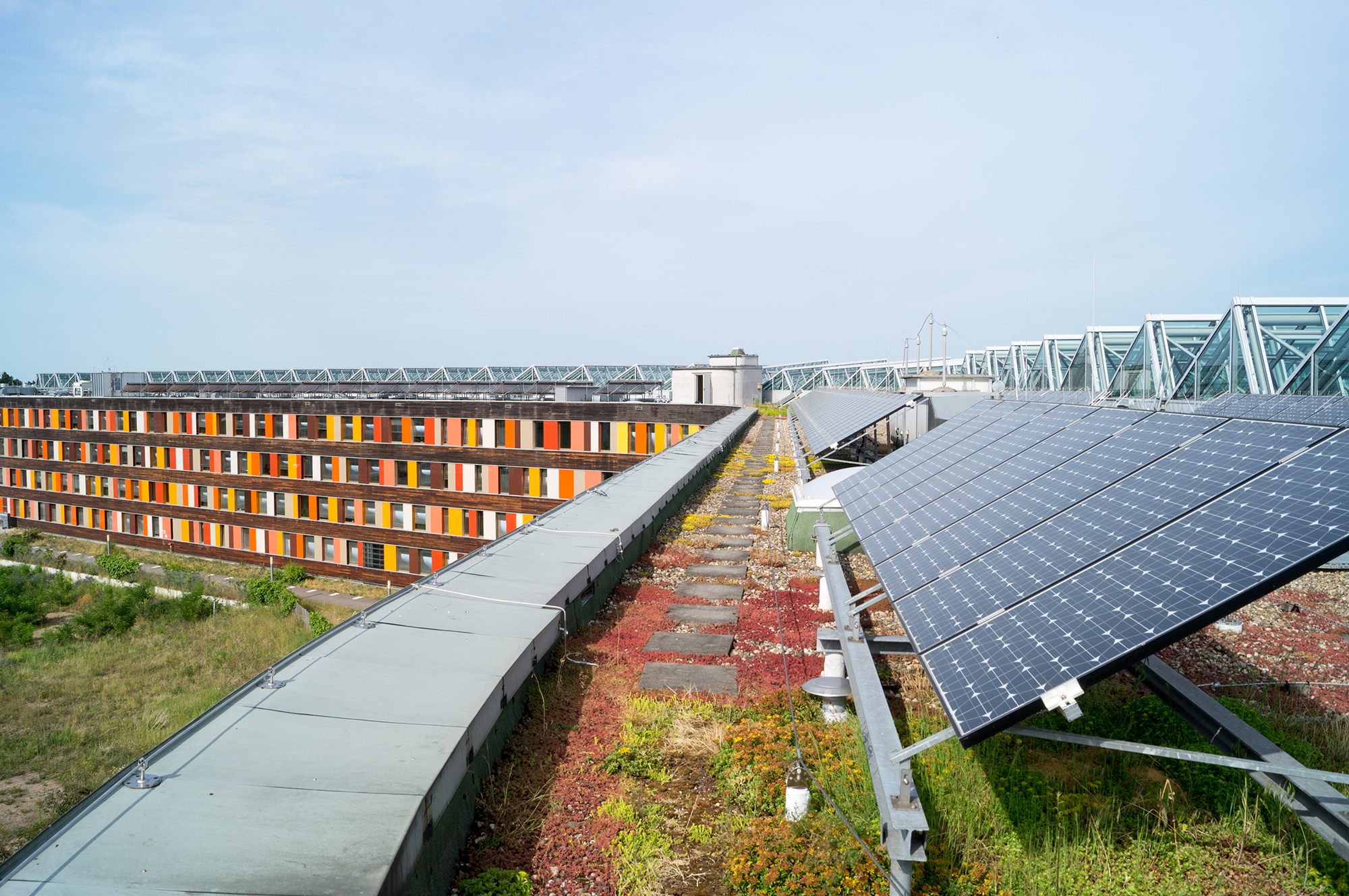 Photovoltaikmodule auf einem Dach mit Dachbegrünung