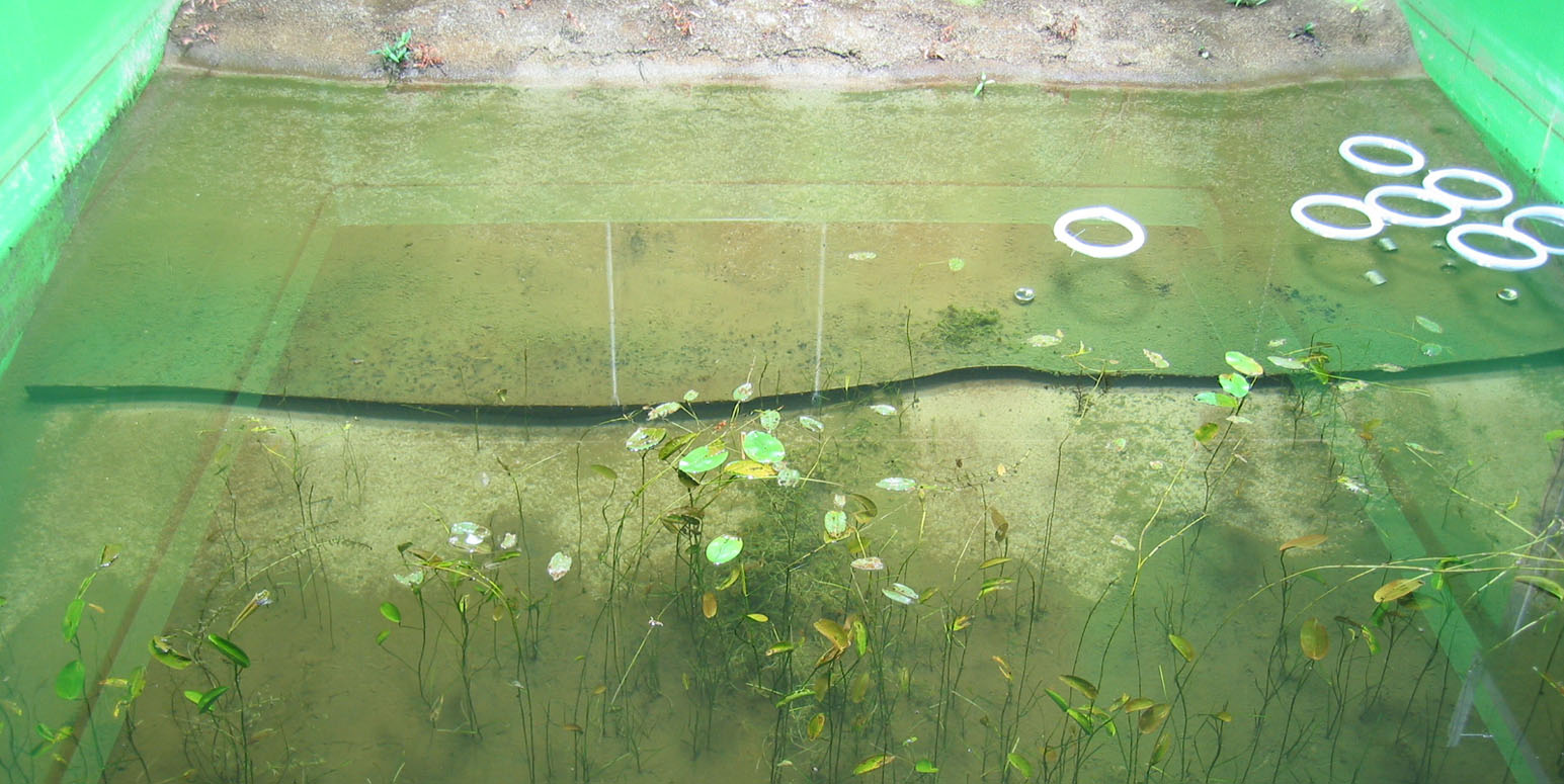 Teichbecken mit sehr spärlichem Laichkrautbewuchs und recht klarem Wasser