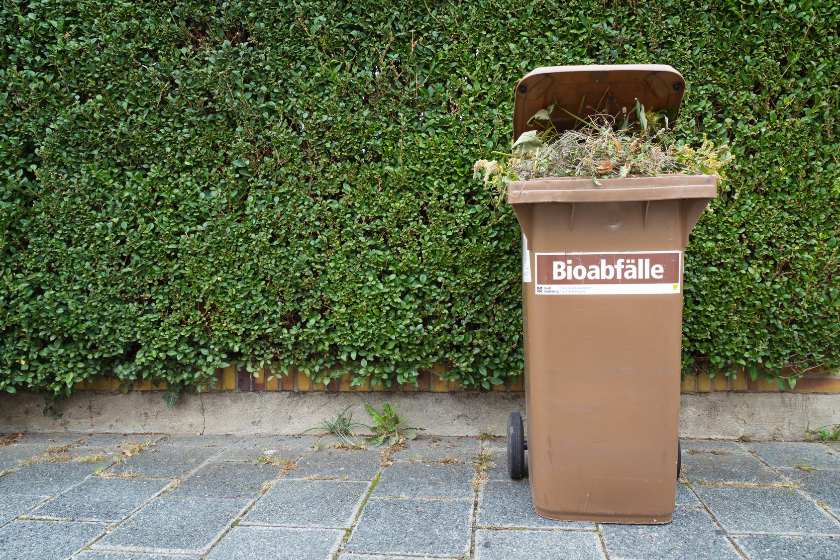 auf einem Gehweg steht vor einer grünen Hecke eine braune Mülltonne, auf der "Bioabfälle" steht und aus der Gartenabfälle herausgucken