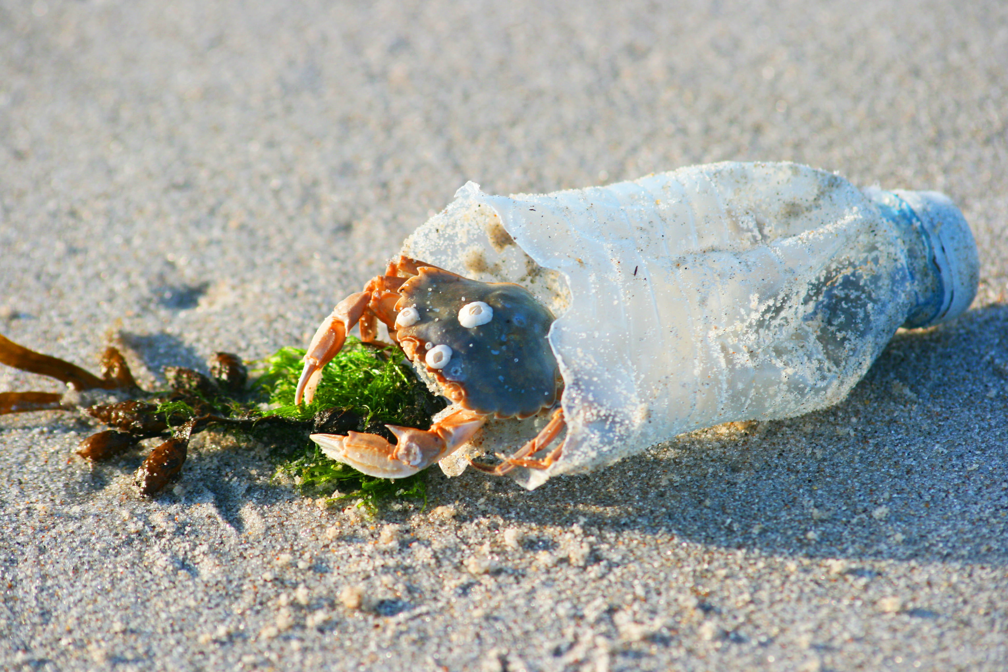 eine Krabbe in einer Plastikflasche am Strand
