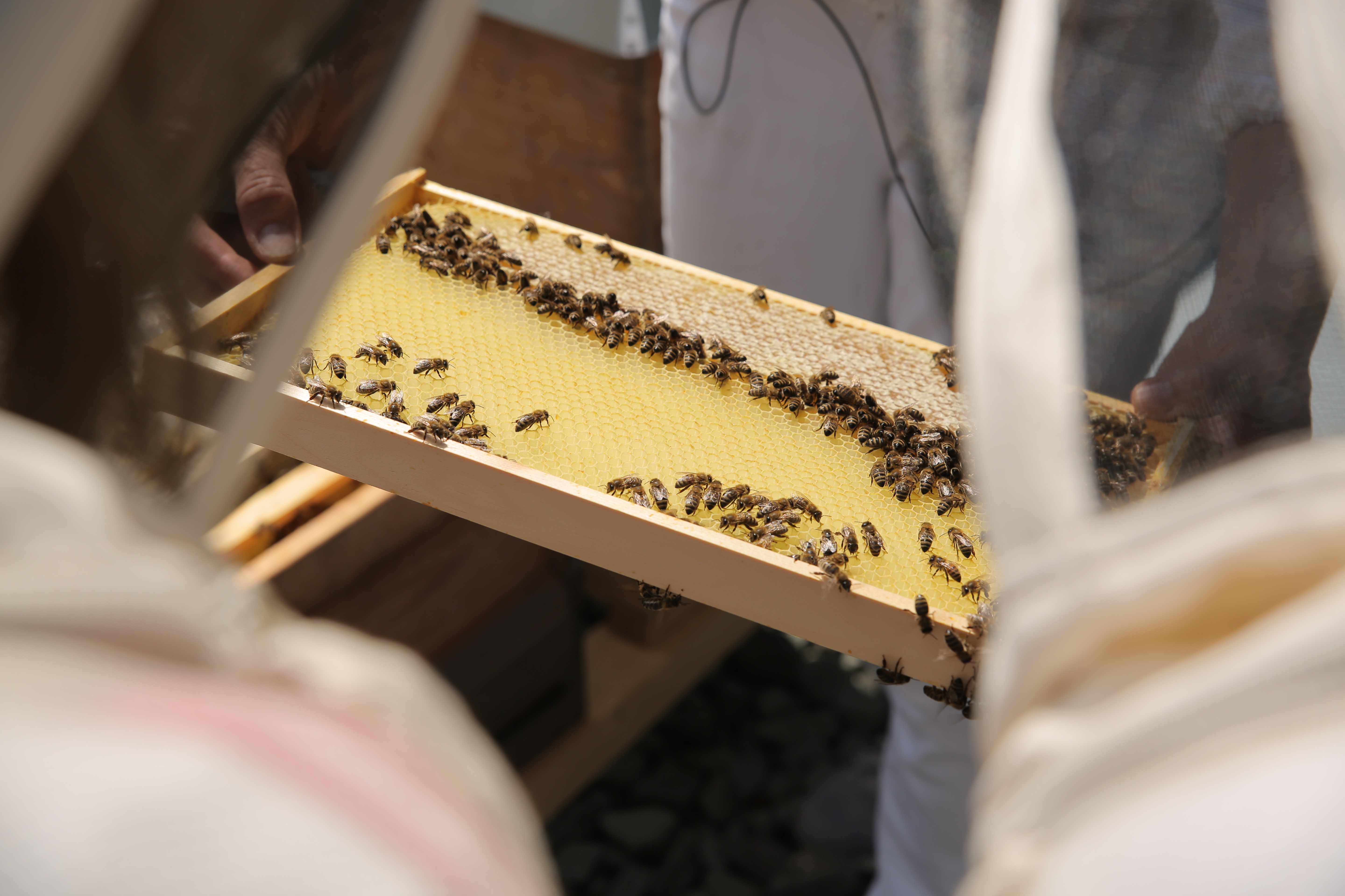 eine Person hält einen Holzrahmen mit einer mit Bienen besetzten Bienenwabe in der Hand.