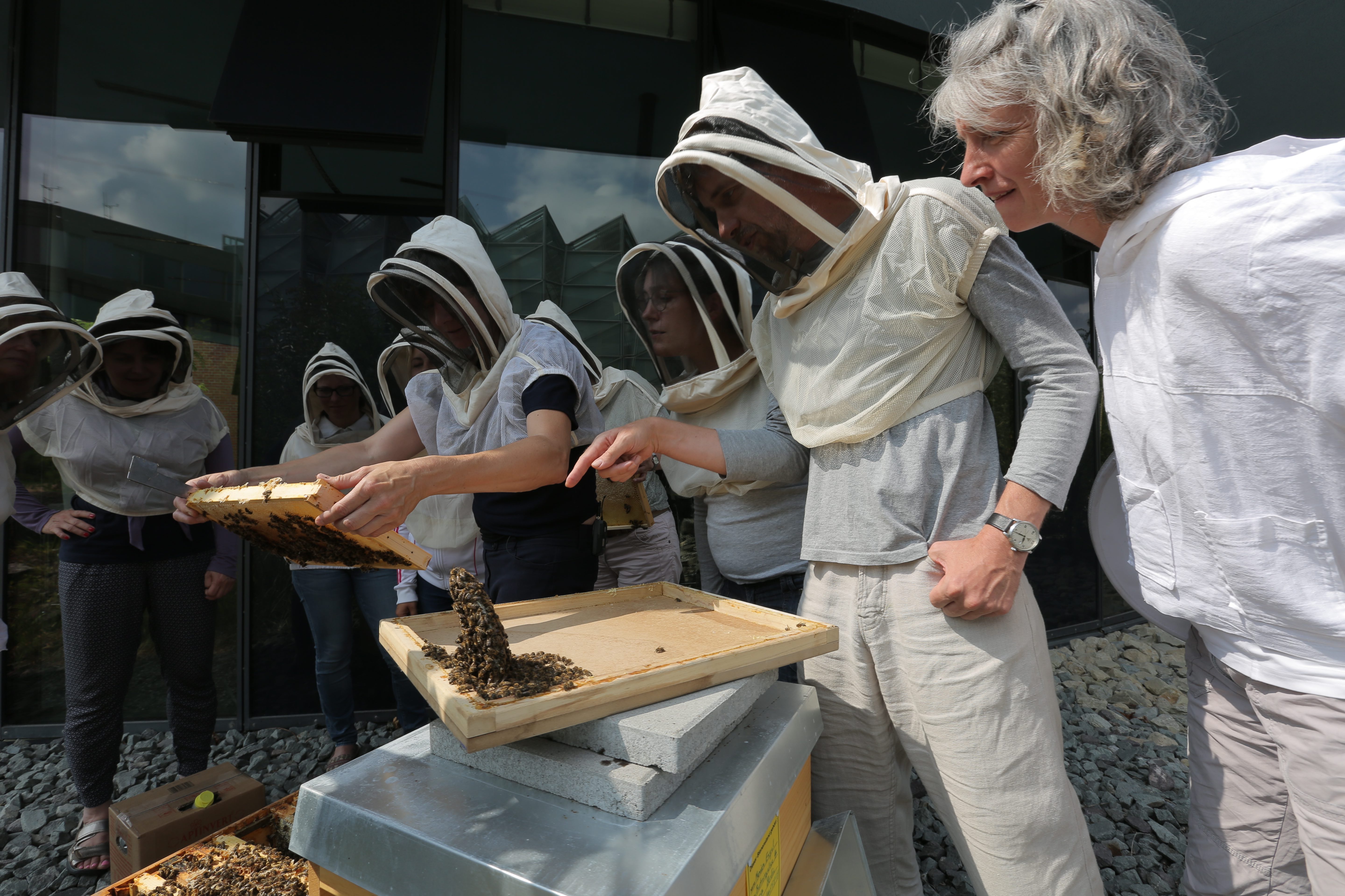 mehrere Personen mit einem Imker-Schutz für Kopf und Oberkörper sehen bei dem Öffnen eines Bienenstocks zu.