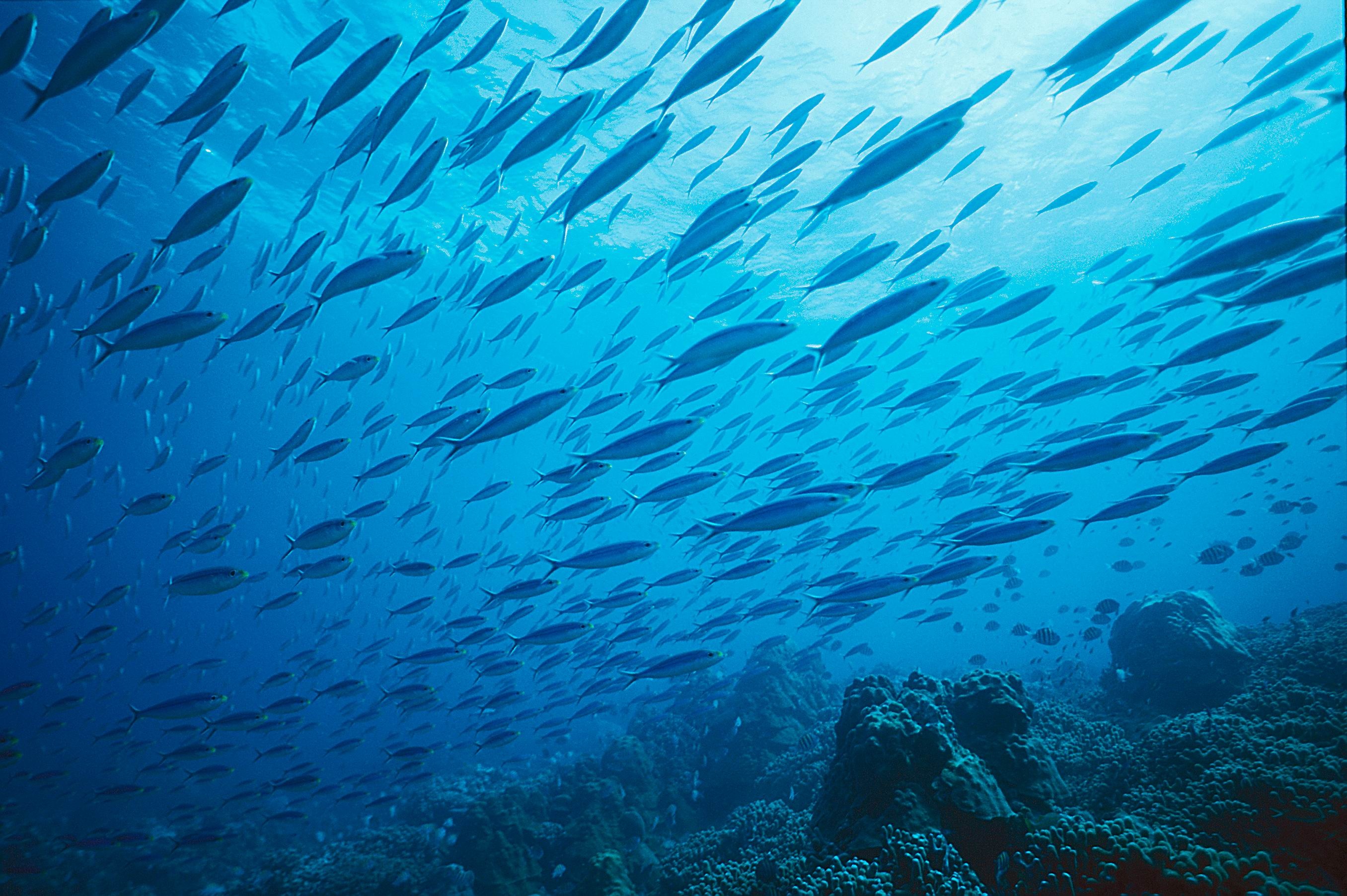 Fischschwarm am Meeresboden