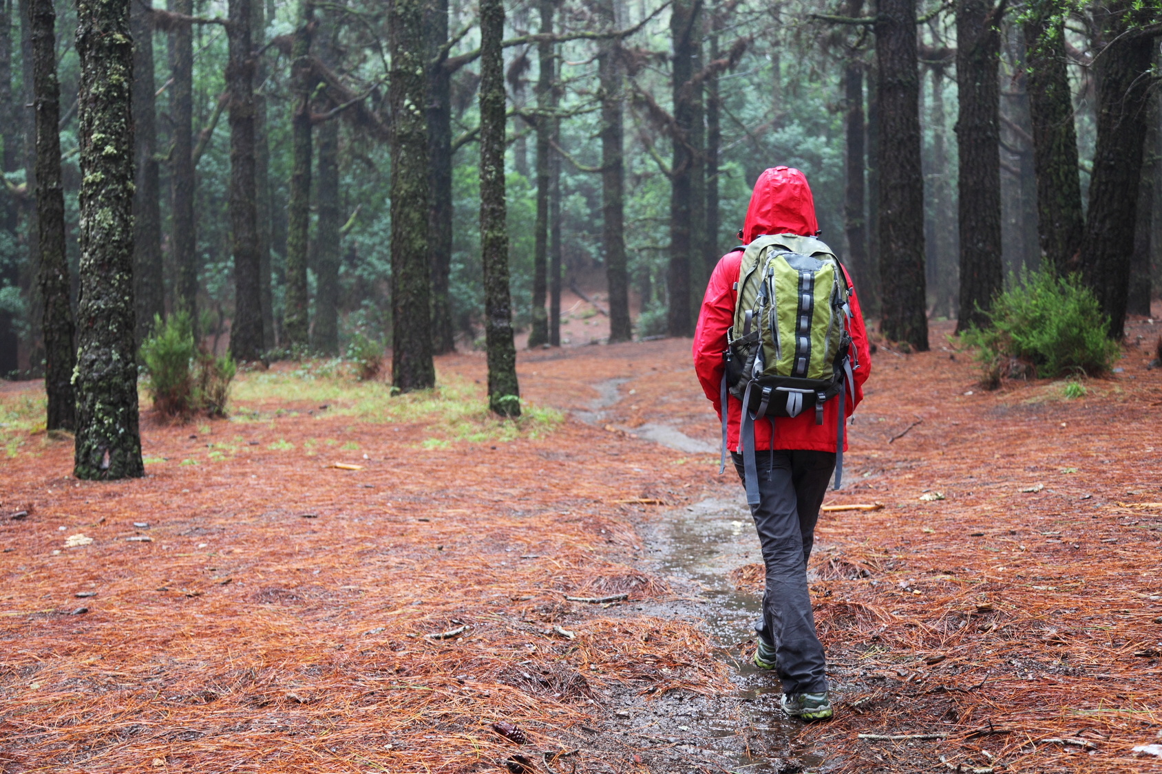 Wanderer mit einer roten Regenjacke und einem Rucksack läuft durch einen Wald bei Regen