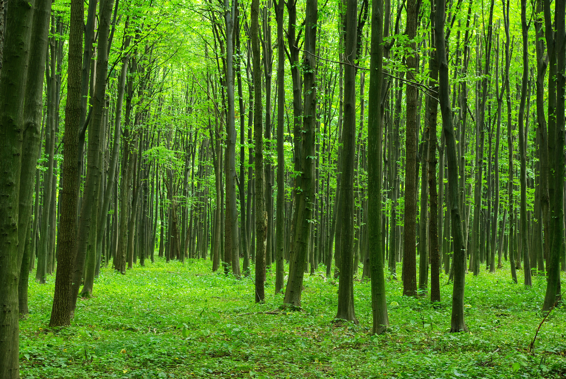 photo of a forest