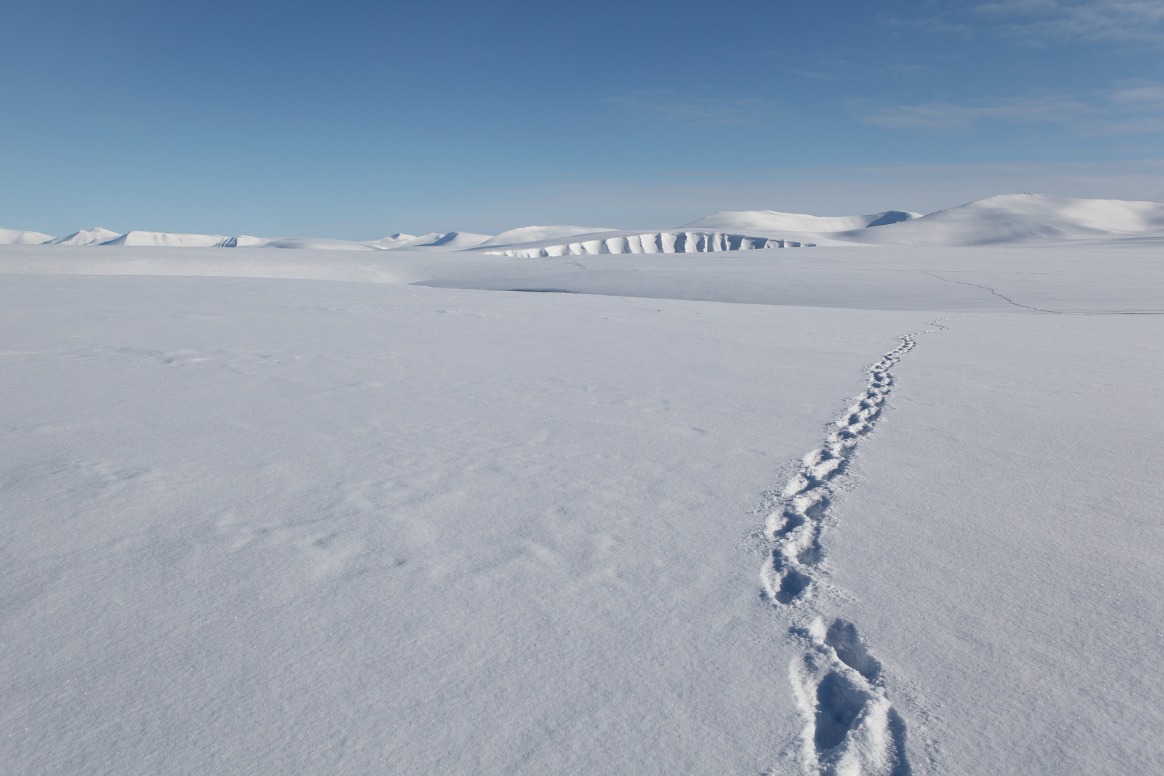 Fußabdrücke im arktischen Schnee