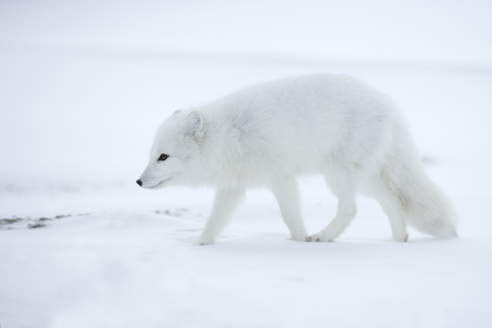 Tundra Tiere mit Namen
