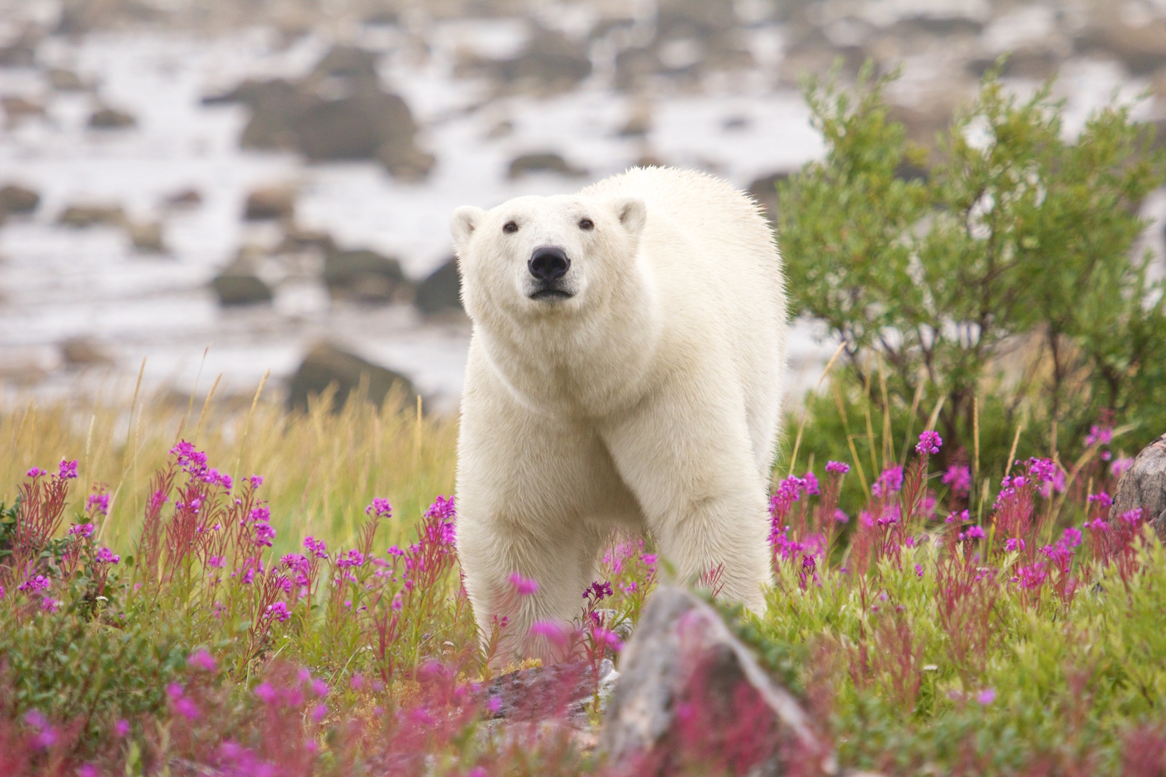 Eisbär in der arktischen Tundra