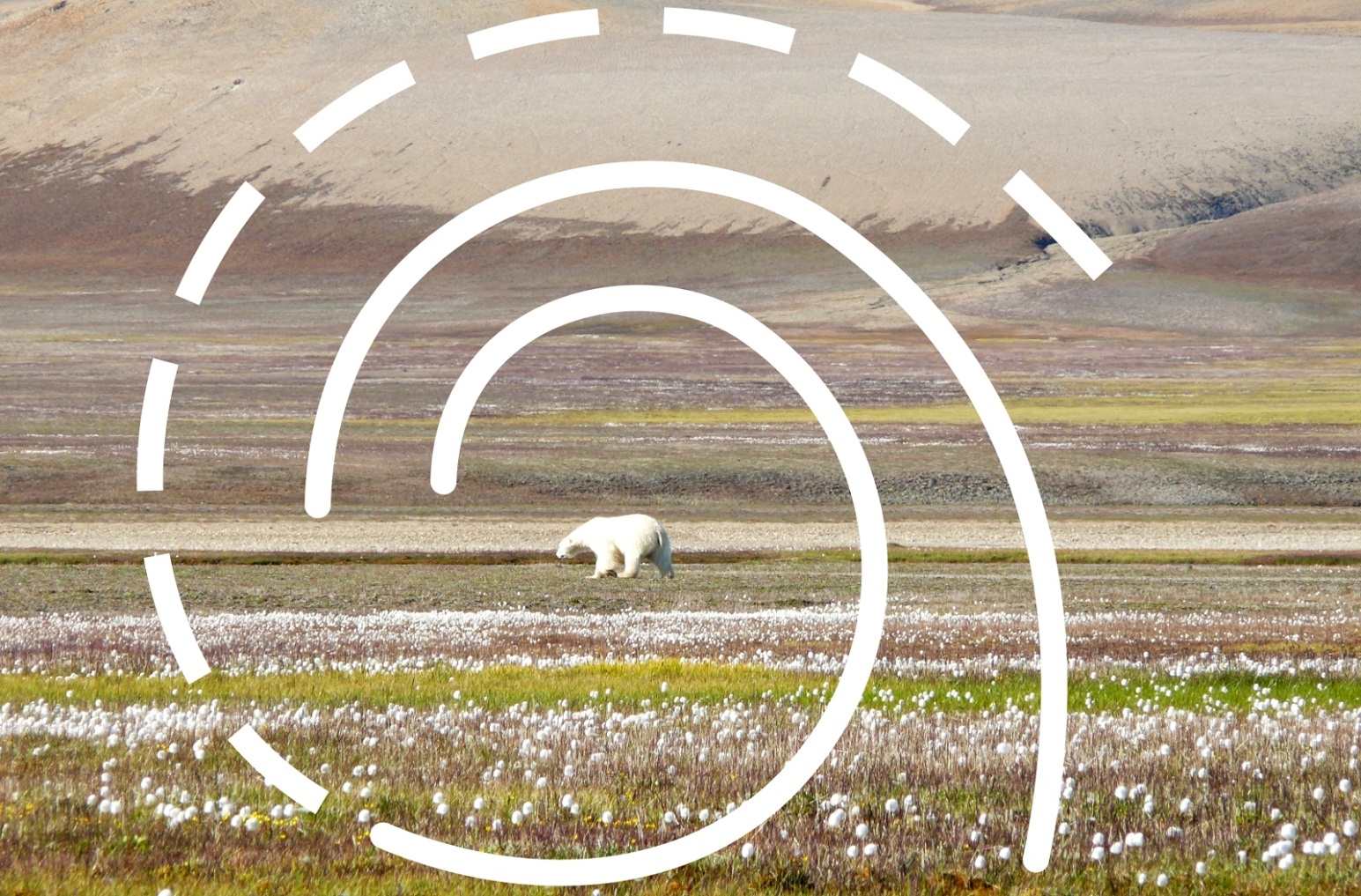 Ein Eisbär in der kanadischen Hocharktis im Frühling. Über dem Foto liegt eine grafische Spirale als Symbol für die Ausstellung "Arktische Spirale".