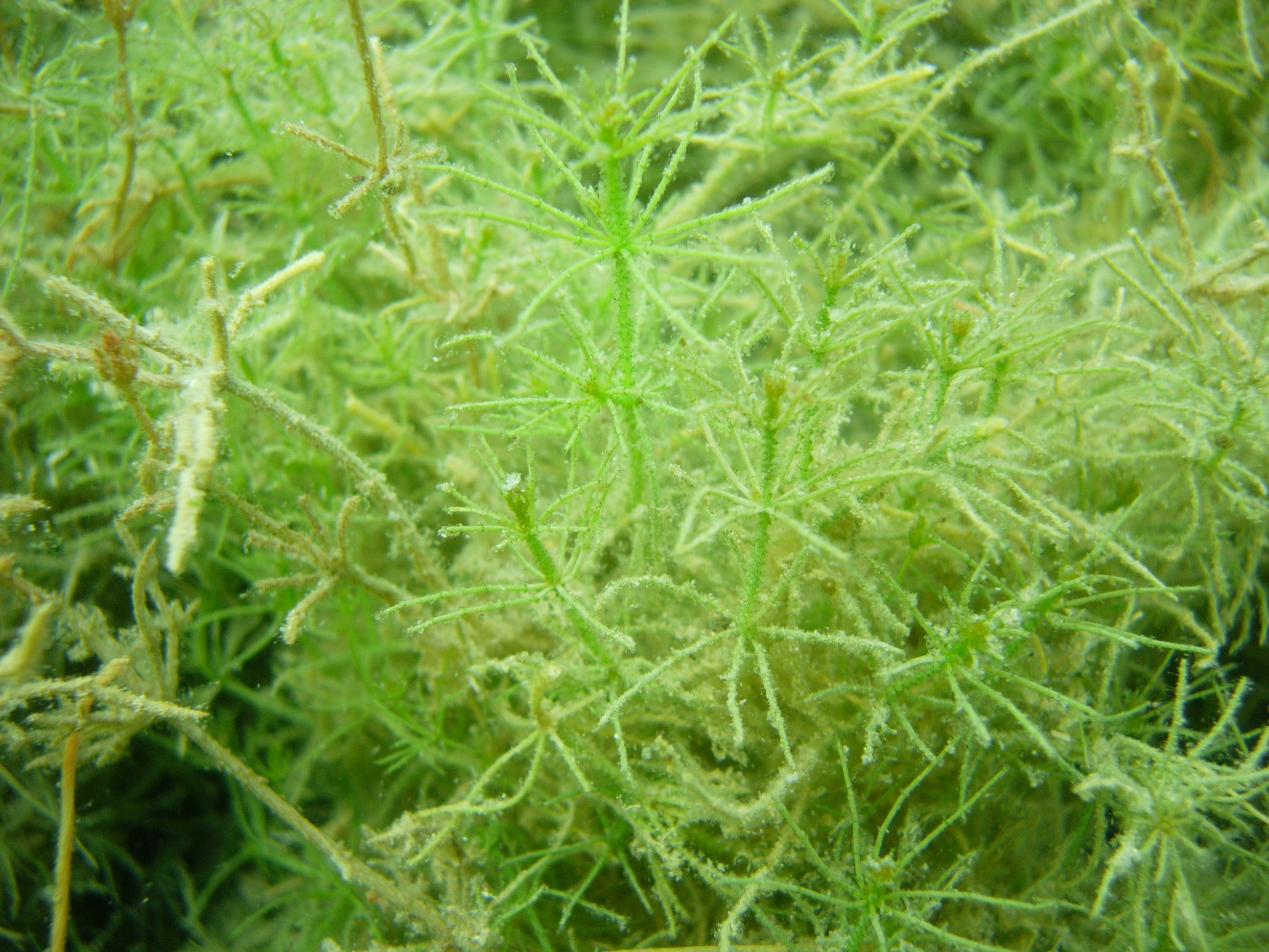 Grüne Armleuchteralgen (Chara rudis) im See