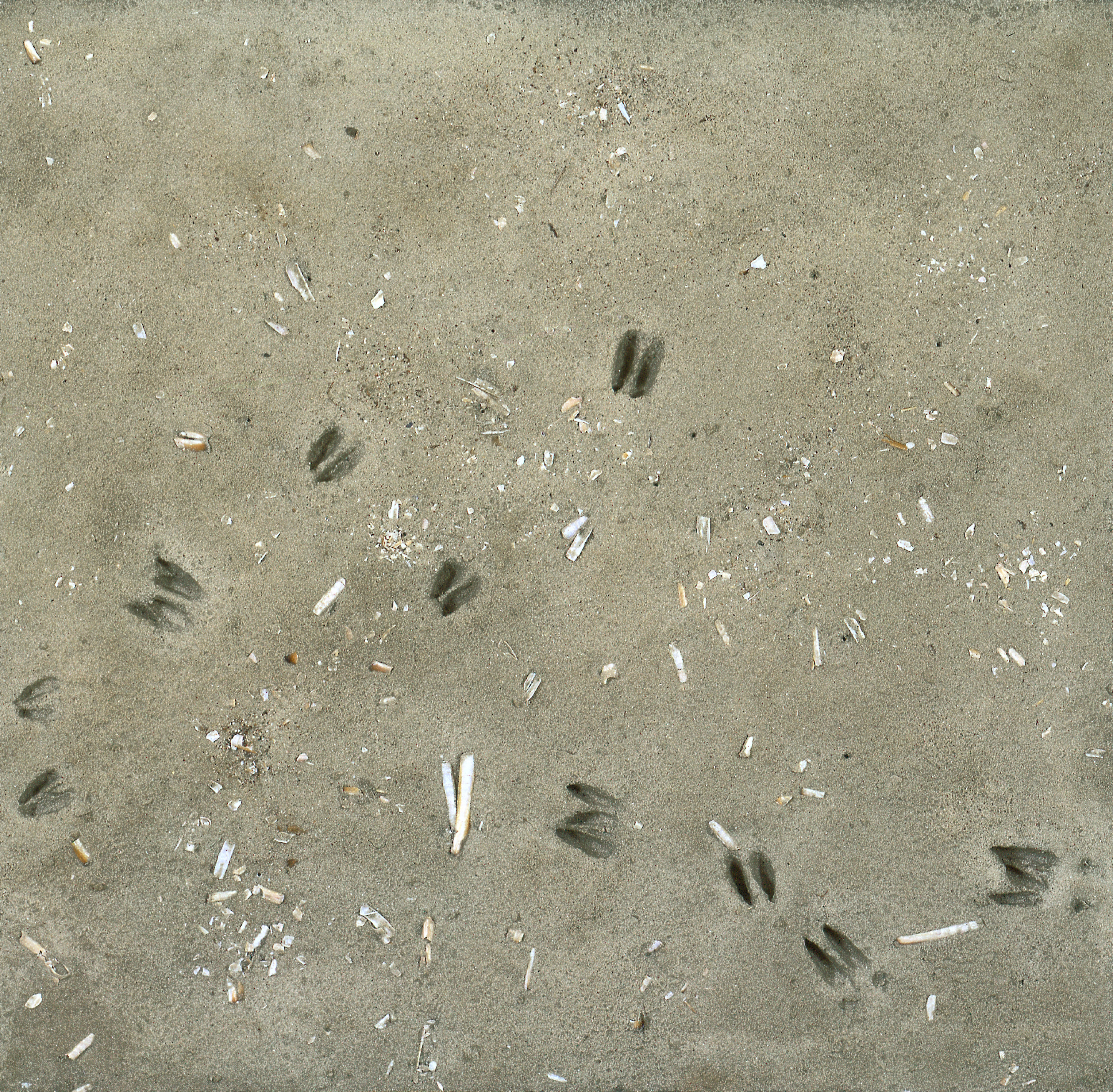 Nahaufnahme: Sandboden mit einigen Muscheln und Pflanzenresten