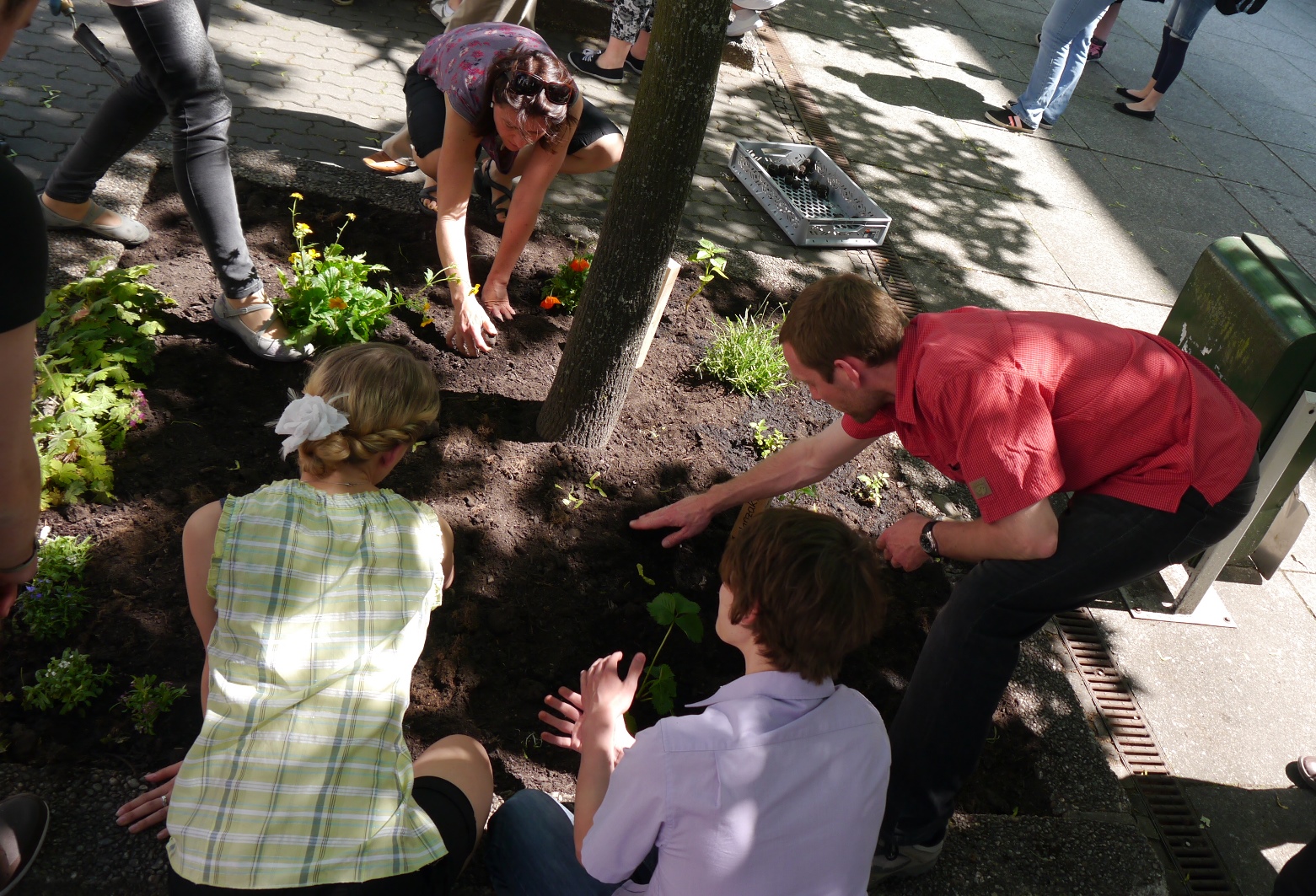 Mitarbeiter des UBA pflanzen in der Dessauer Innenstadt ein Blumenbeet (Baumscheibe)