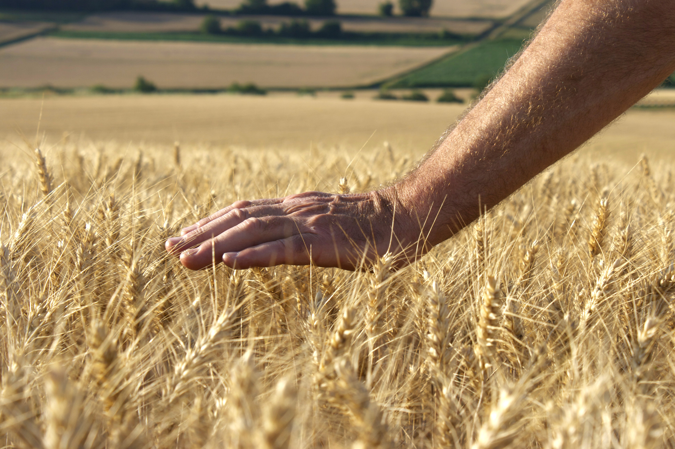 a hand protects crops on a field