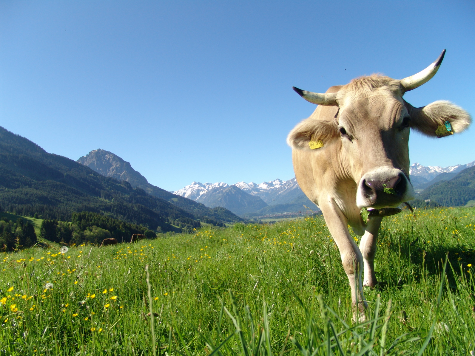 Cow on a mountain pasture
