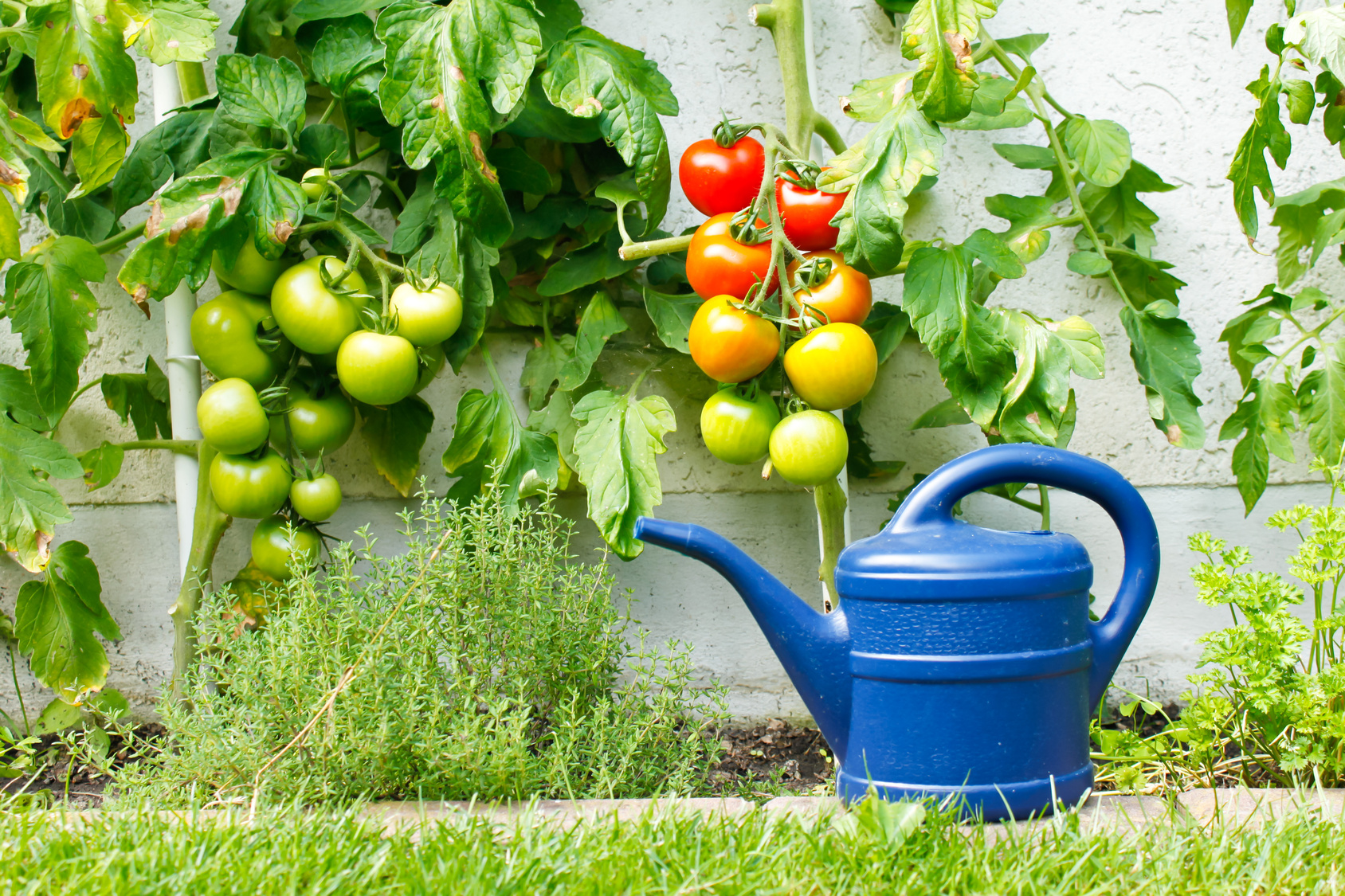Tomatenpflanzen mit Gießkanne
