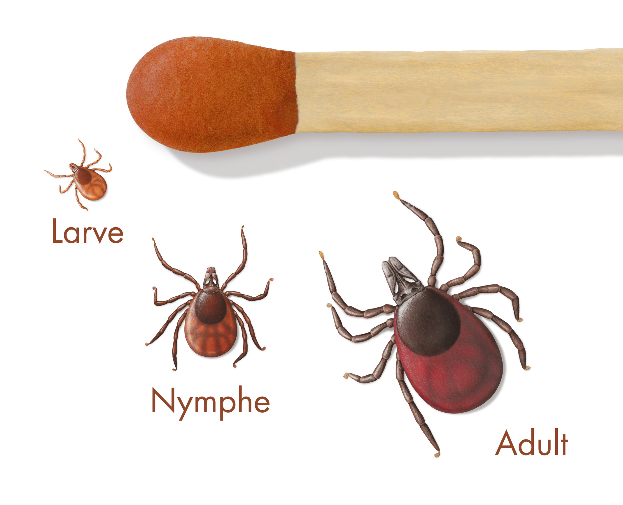 Zeckenstiche vermeiden Umweltbundesamt