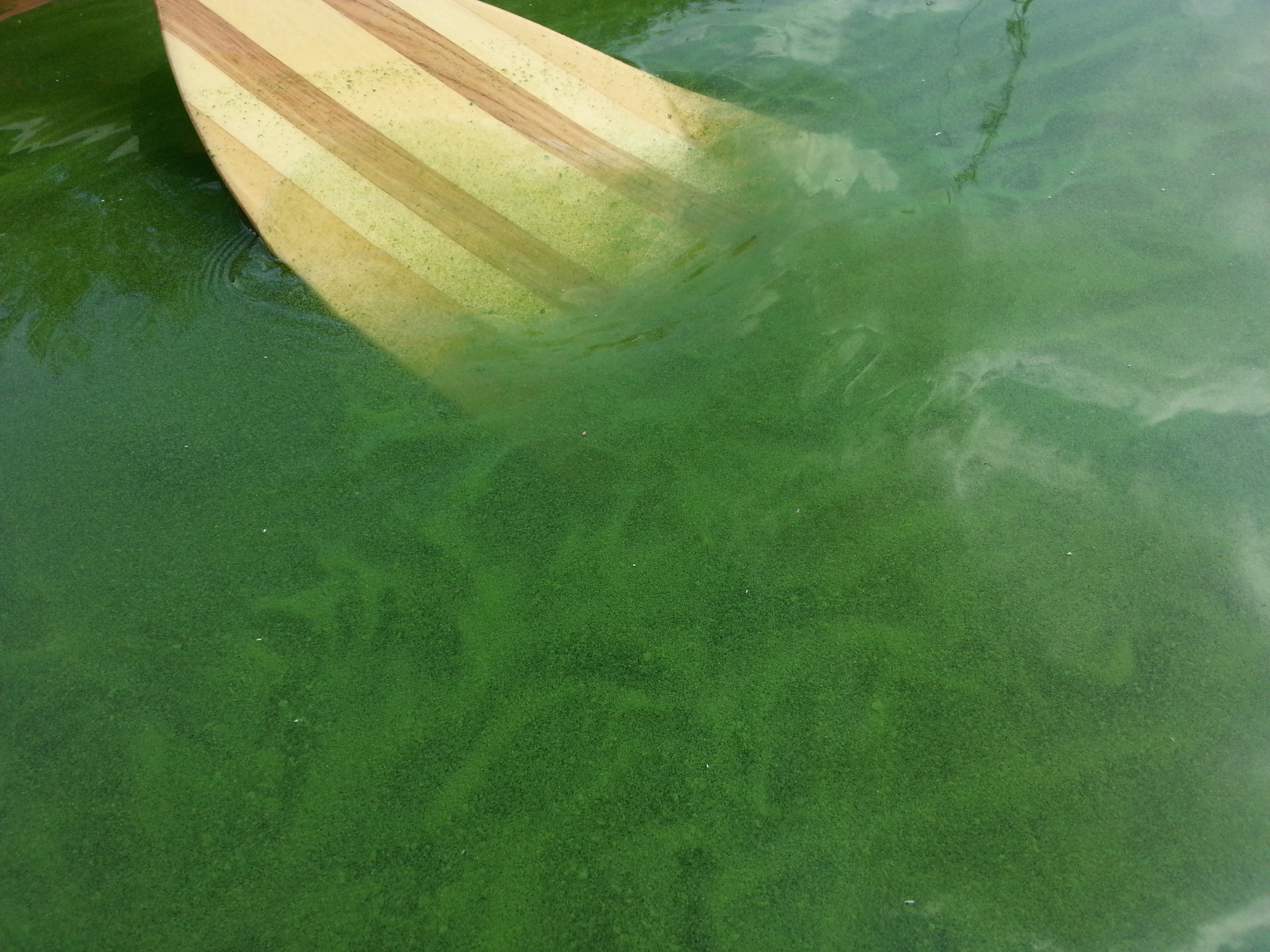 Paddel taucht in Wasser mit starker Blaualgenentwicklung ein.