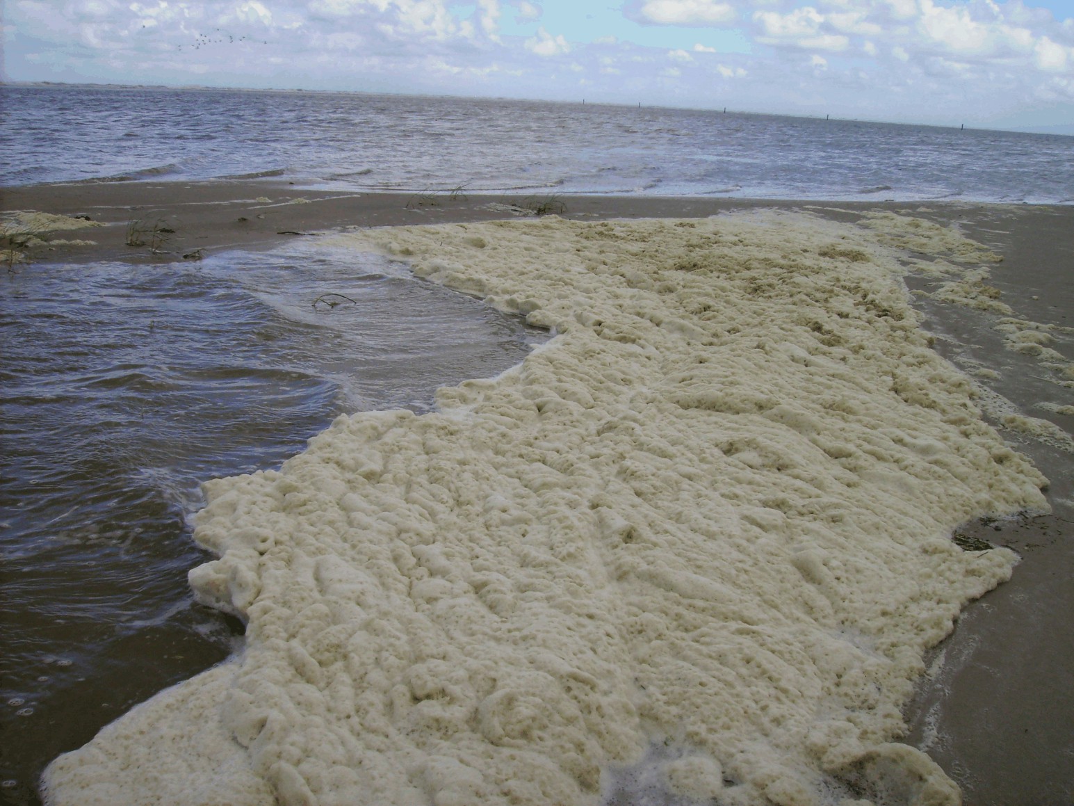 Die Abbildung zeigt den von der Schaumalge Phaeocystis globosa gebildeten Schaum am Strand der Nordseeinsel Spiekeroog.