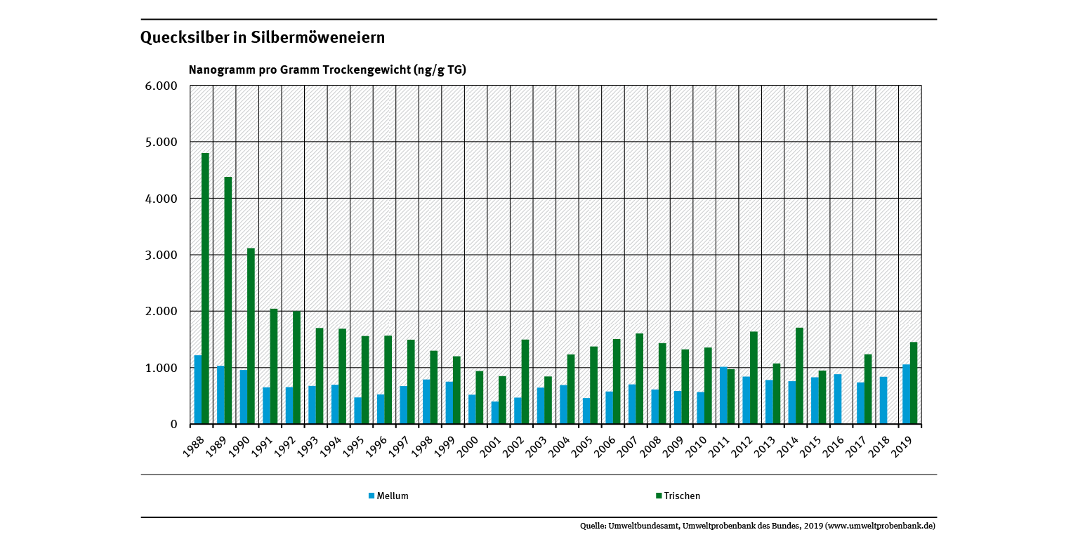 Silbermöweneier von der schleswig-holsteinischen Insel Trischen sind stärker mit Quecksilber belastet als Möweneier von der niedersächsischen Insel Mellum. Zwischen 1988 und 2019 sank die Belastung auf Trischen um 46 Prozent, auf Mellum um 20 Prozent.