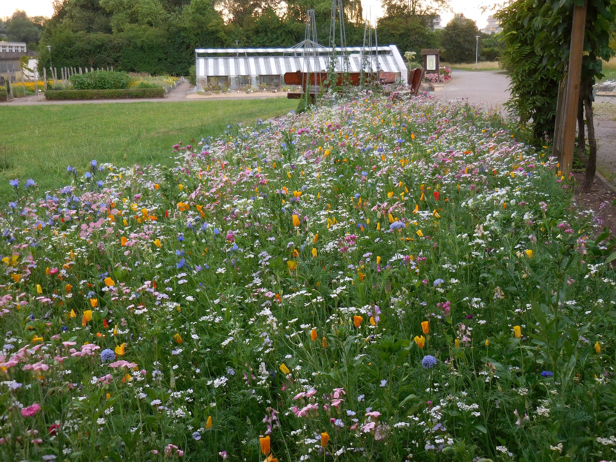 Blühende Blumenwiese auf dem Gelände der Universität Göttingen
