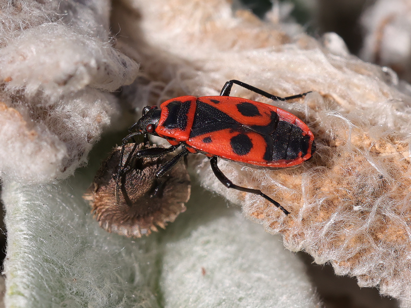 eine Feuerwanze sitzt auf einem verstrockneten Blatt