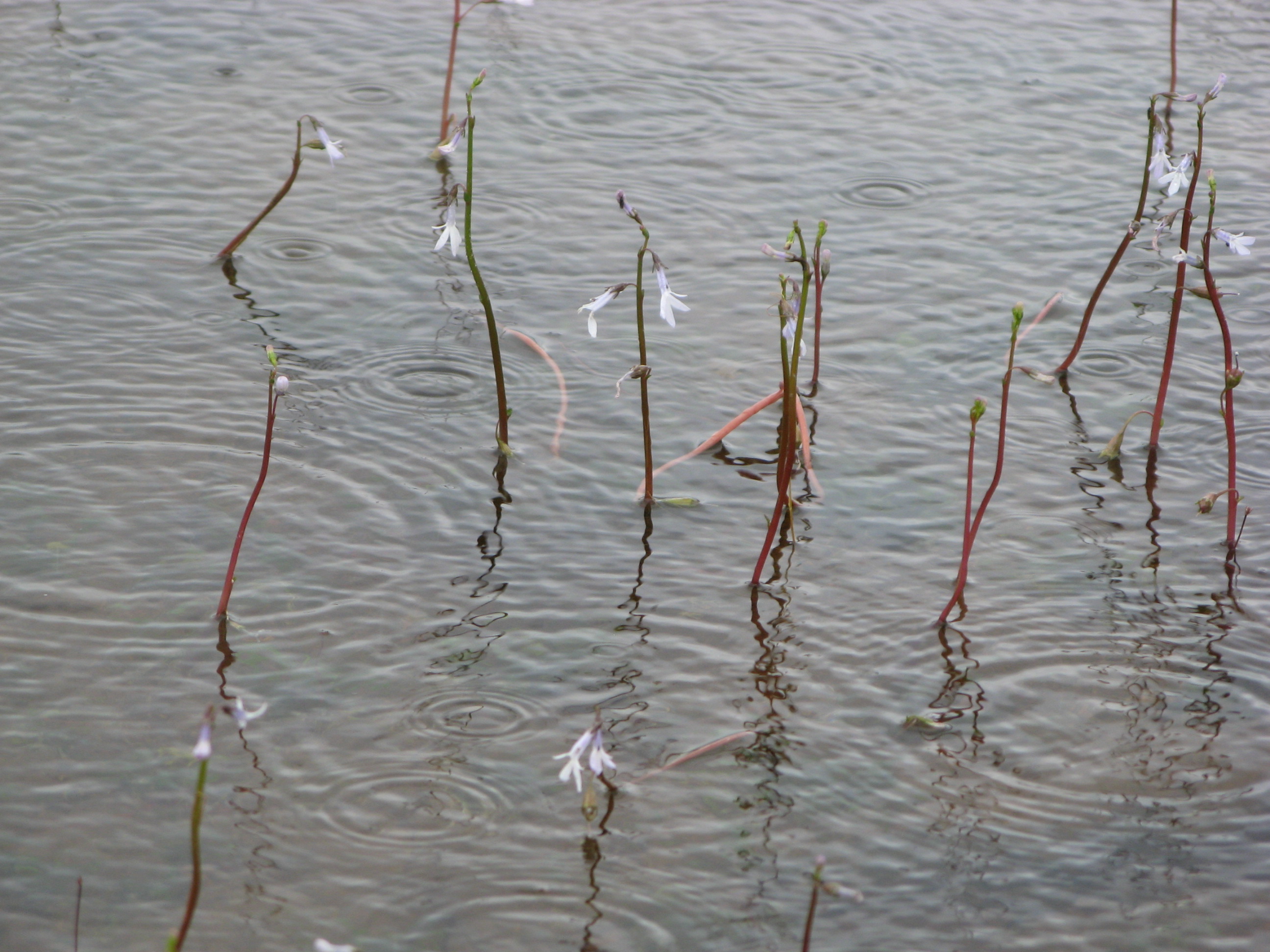 Biologisch Umweltbundesamt