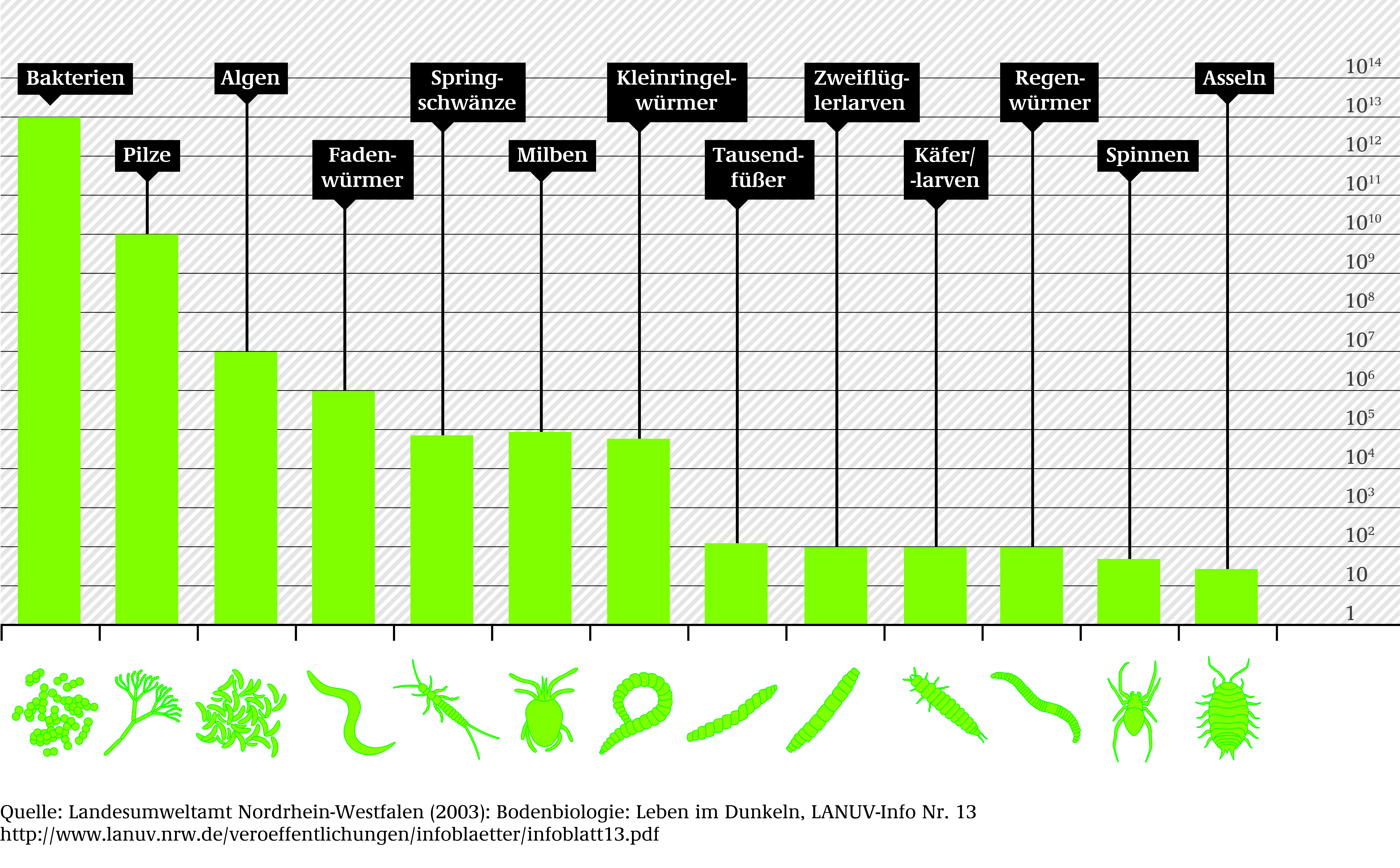 Das Säulendiagramm zeigt an wieviele der einzelnen Arten im Boden leben. Bakterien kommen billionenfach im Boden vor, während es bei den Asseln unter 100 sind.
