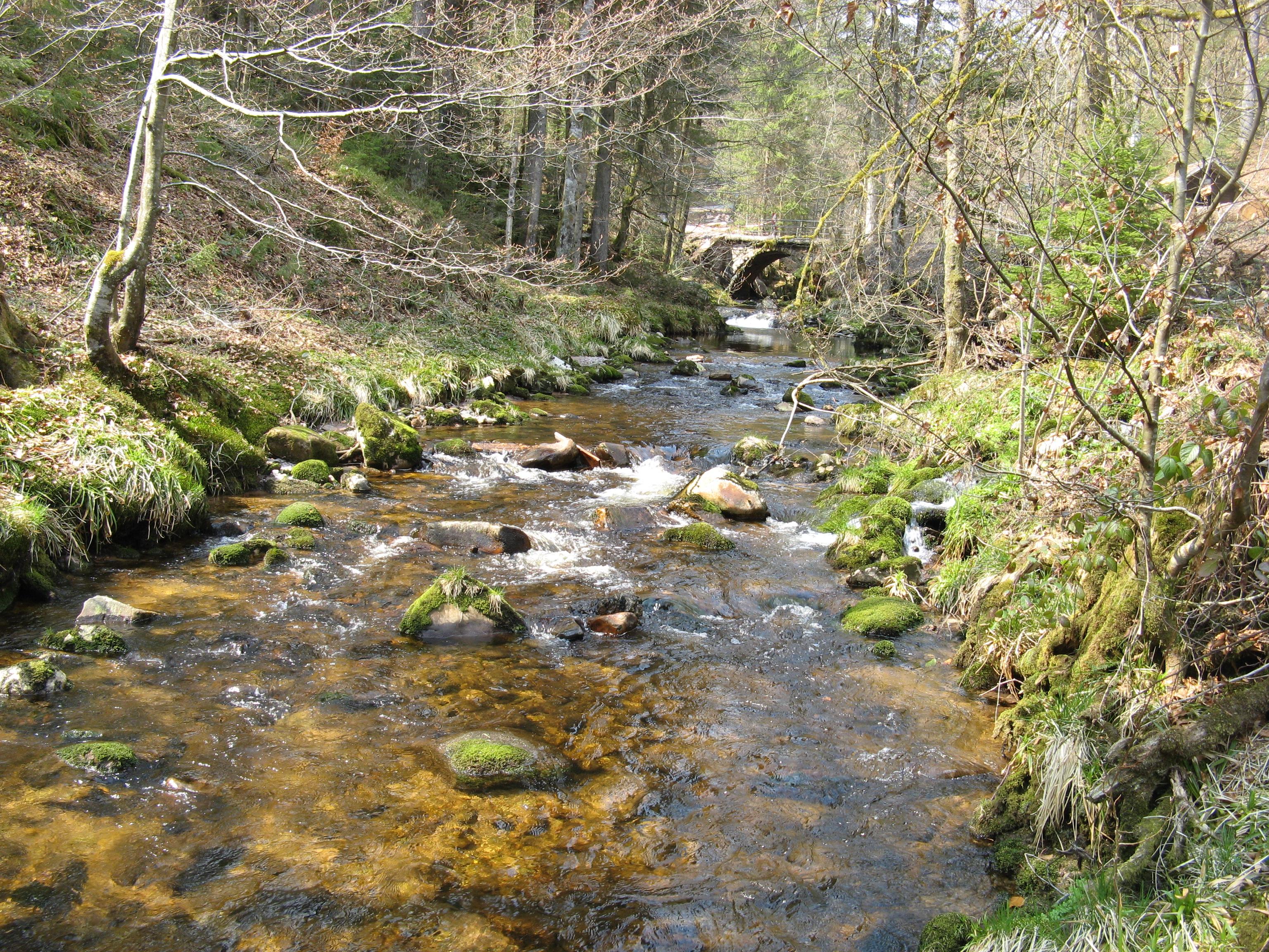 Bach der um moosbedeckte Steine fließt. 