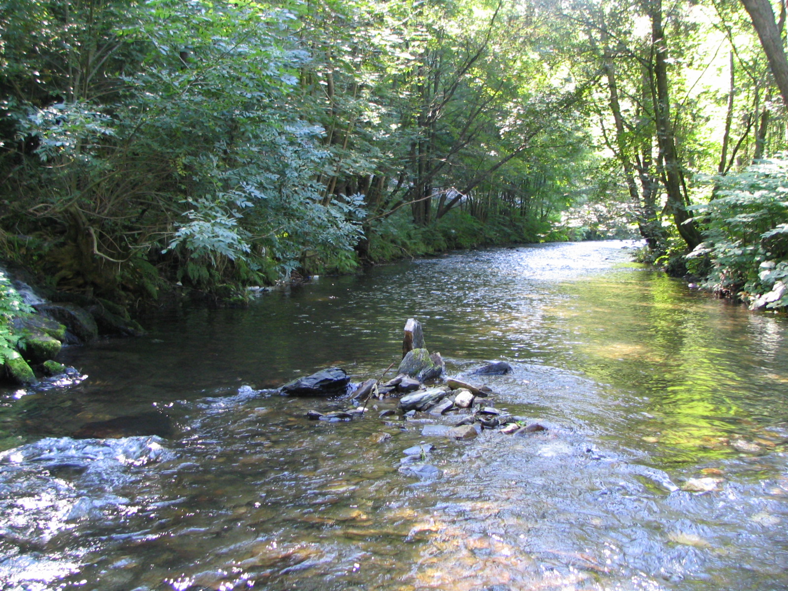 Ein breiter Bach der einer Biegung folgt mit Bäumen und  Gebüsch am Rand bei Sonnenlicht