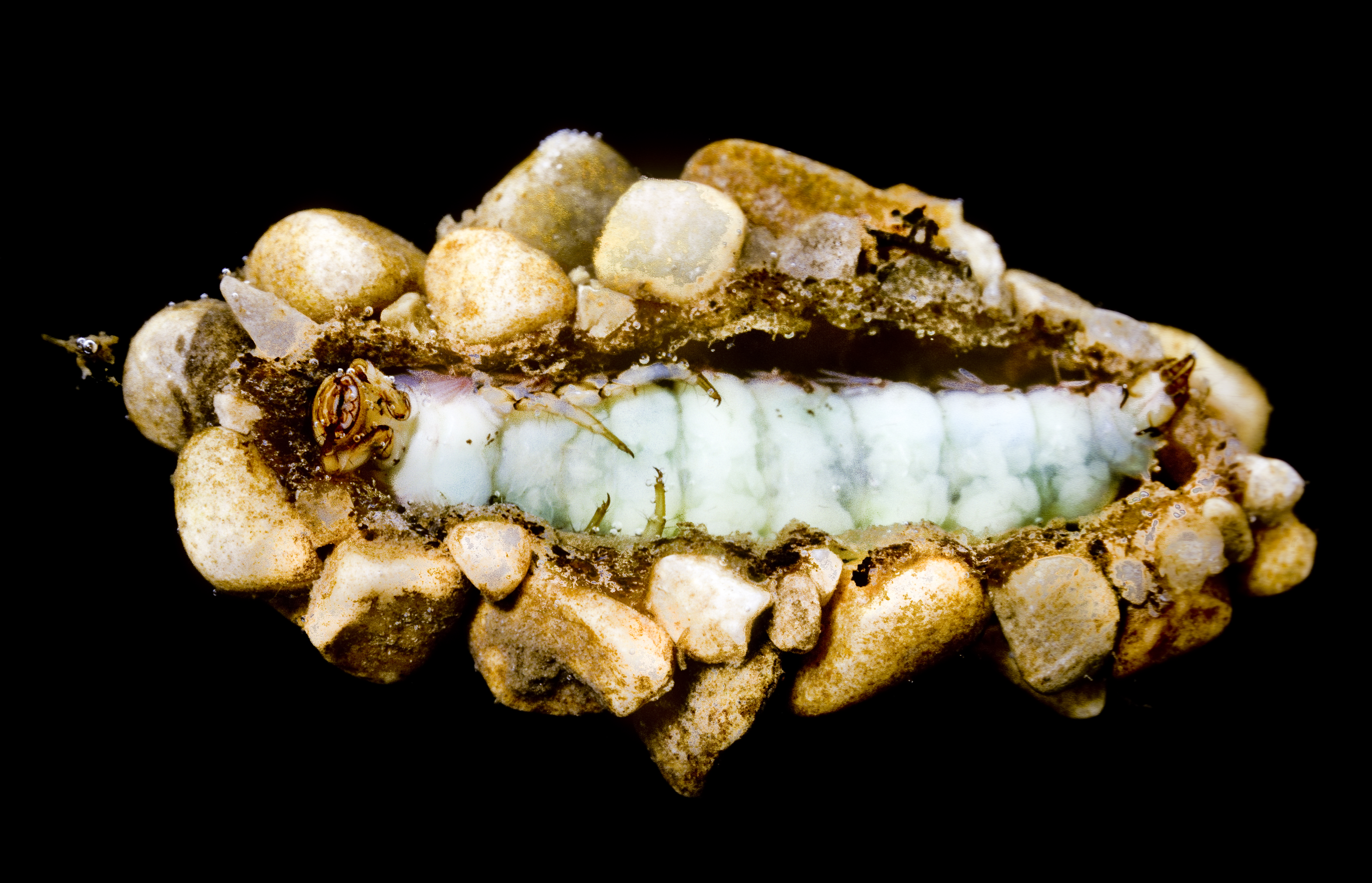 Die Puppe einer Köcherfliegenlarve, die mit kleinen Steinchen beklebt ist