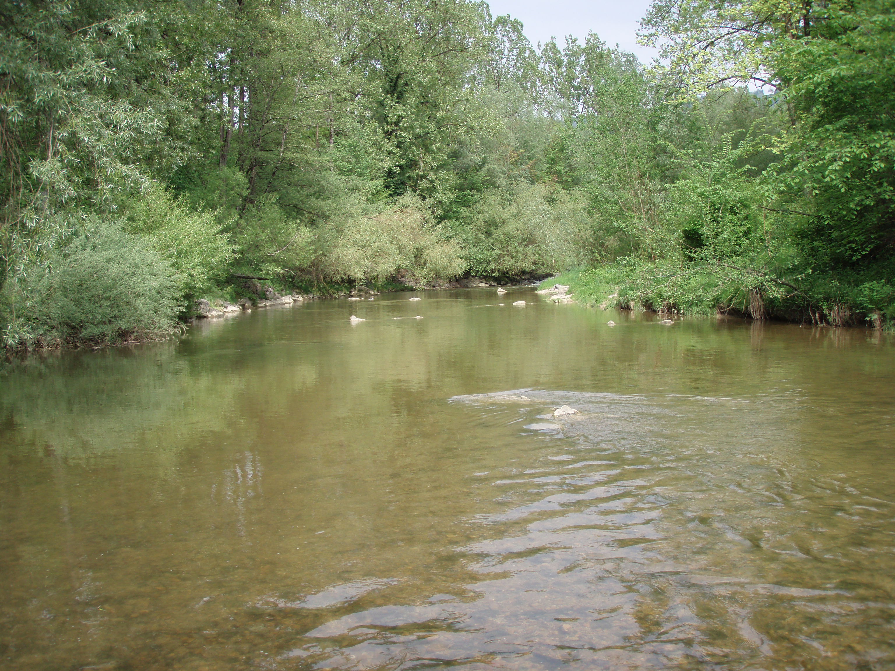 Sehr breiter und sehr ruhiger Fluss mit hohen, grünen Bäumen am Ufer.