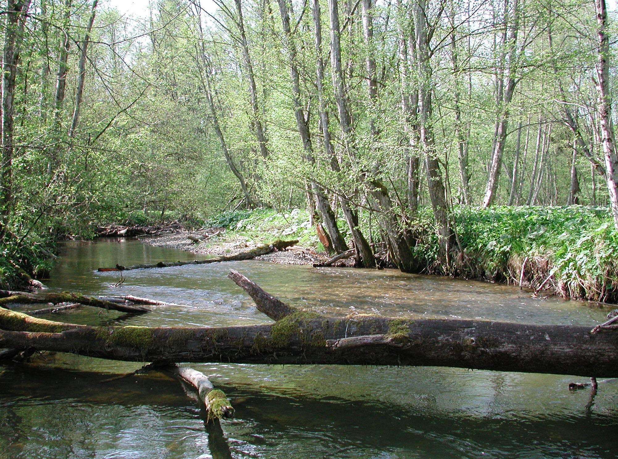 Breiter Fluss, in dem moosbewachsene Baumstämme liegen.