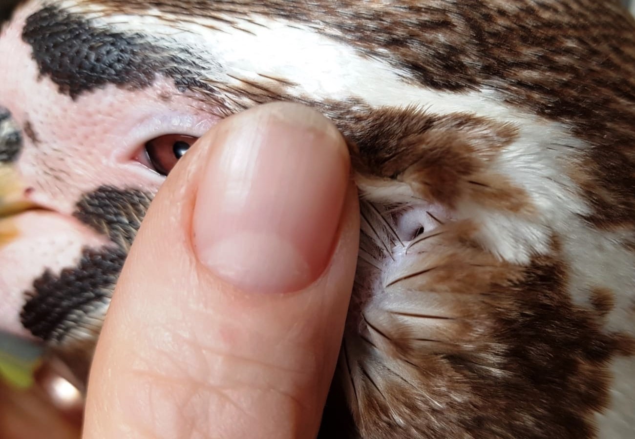 Das Ohr eines Humboldtpinguins