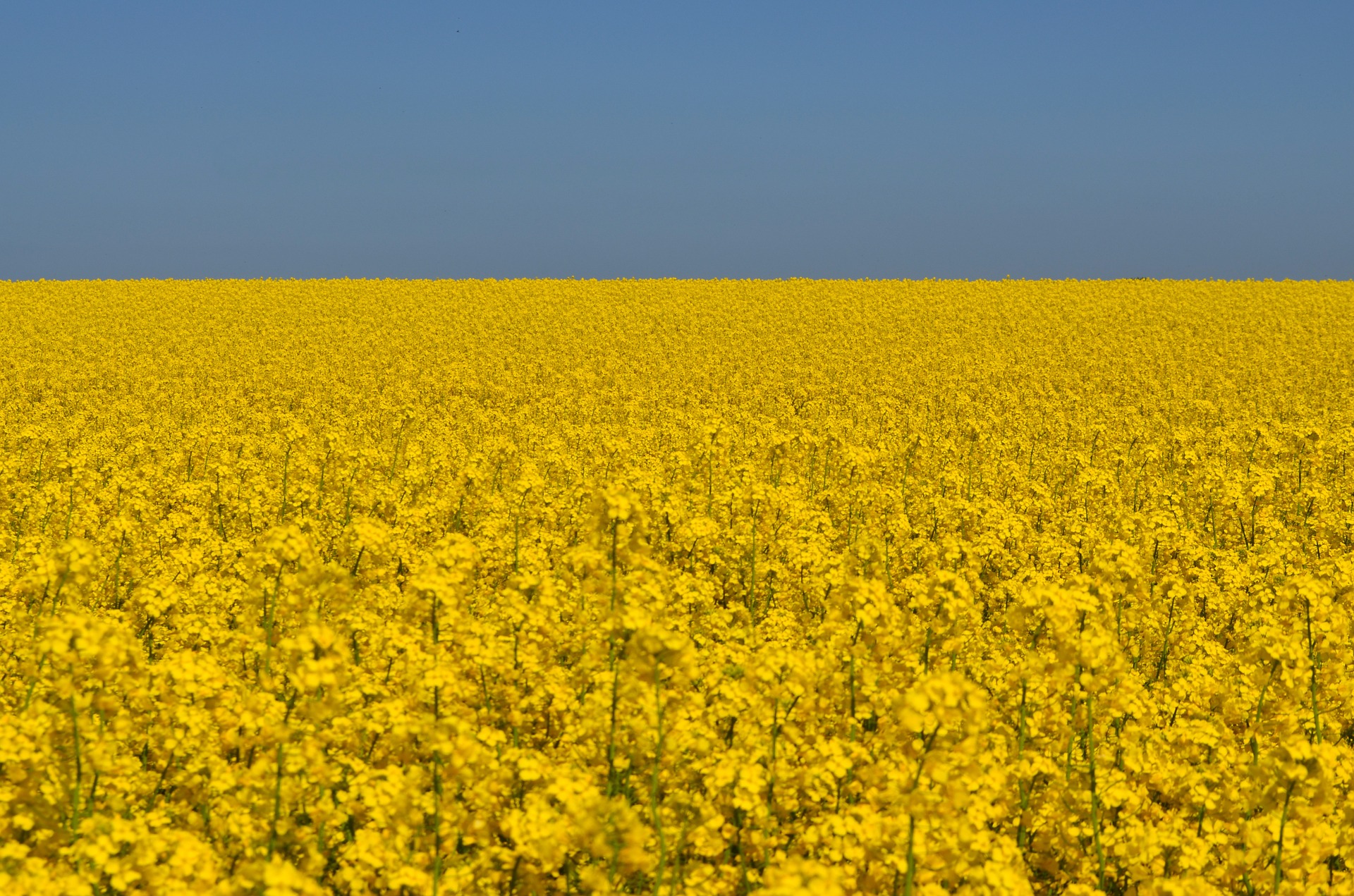 Ein Rapsfeld unter blauem Himmel