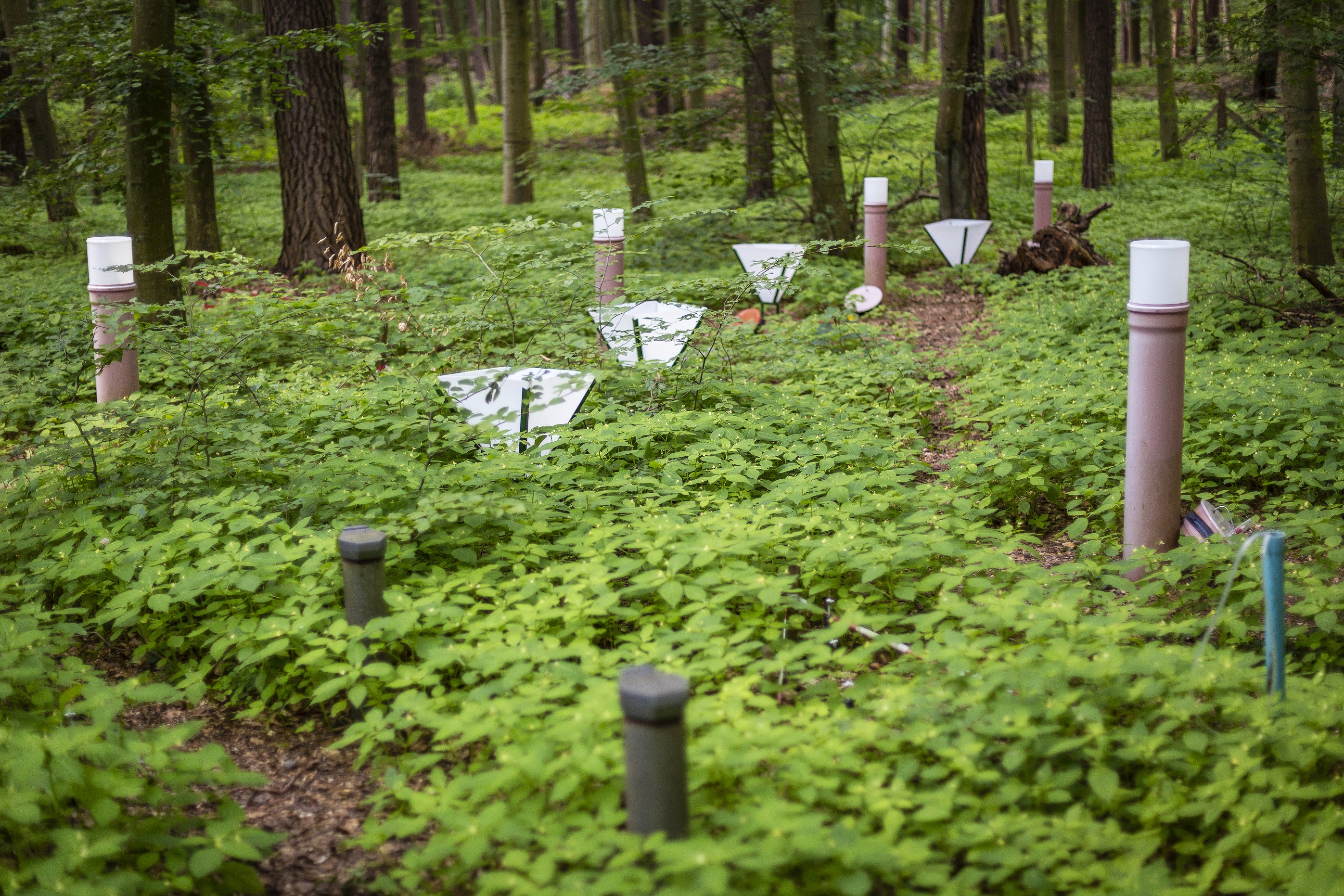 Measuring devices in the forest