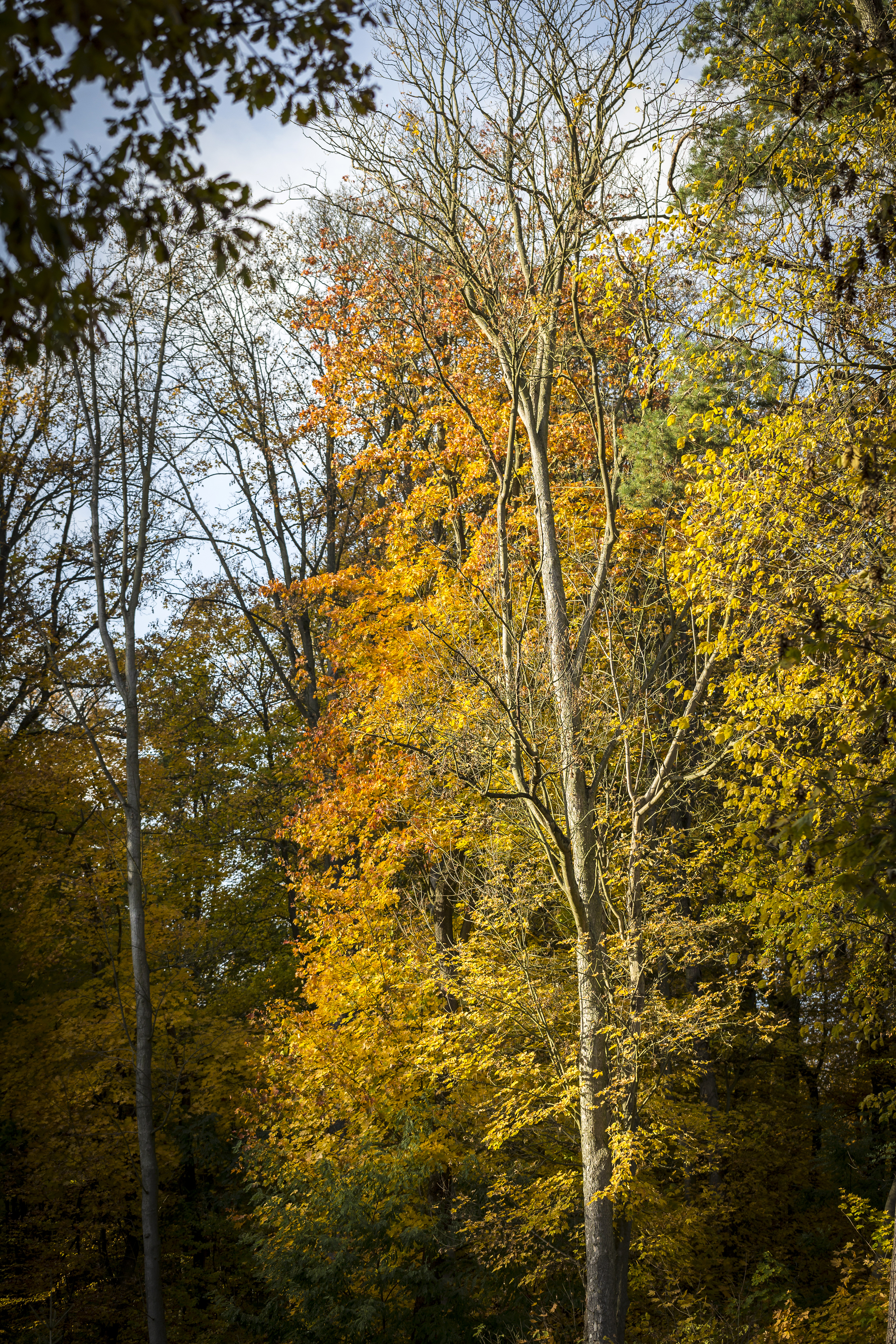 Blick in einen herbstlichen Wald.