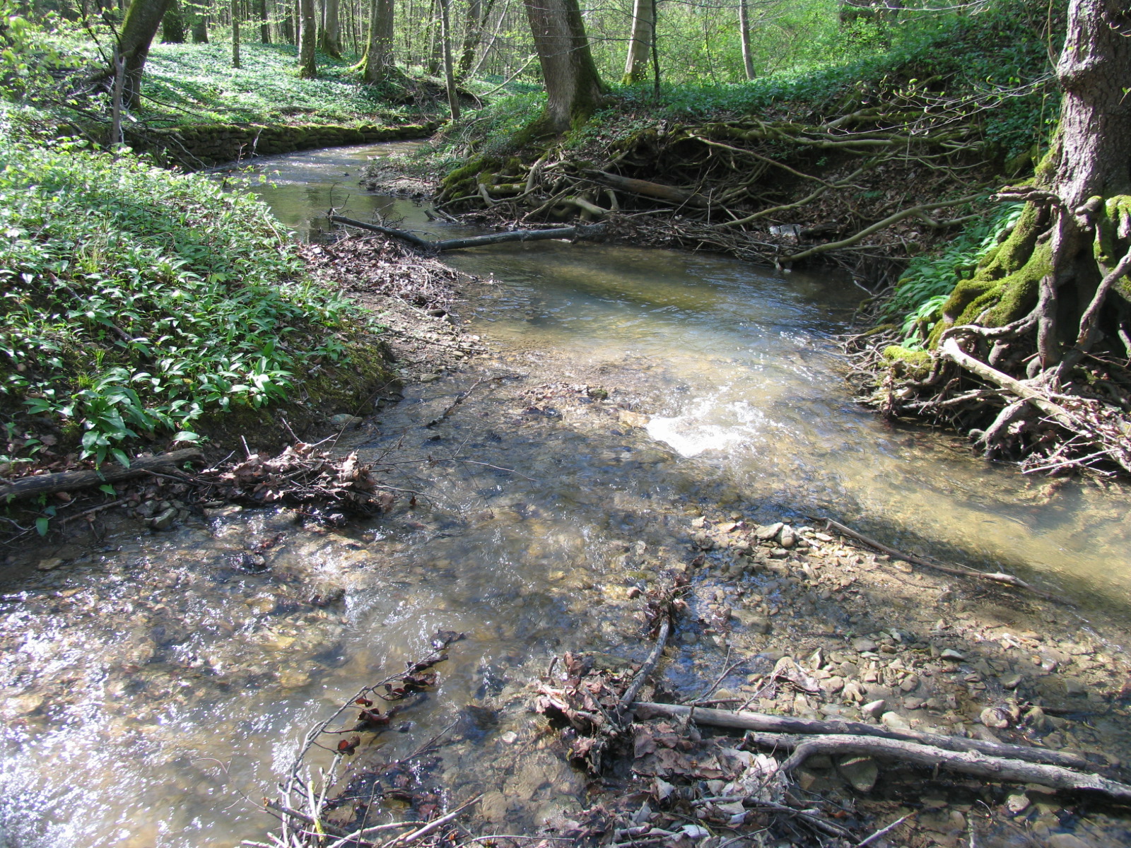 Ein kleiner Bachabschnitt fließt durch ein Waldstück