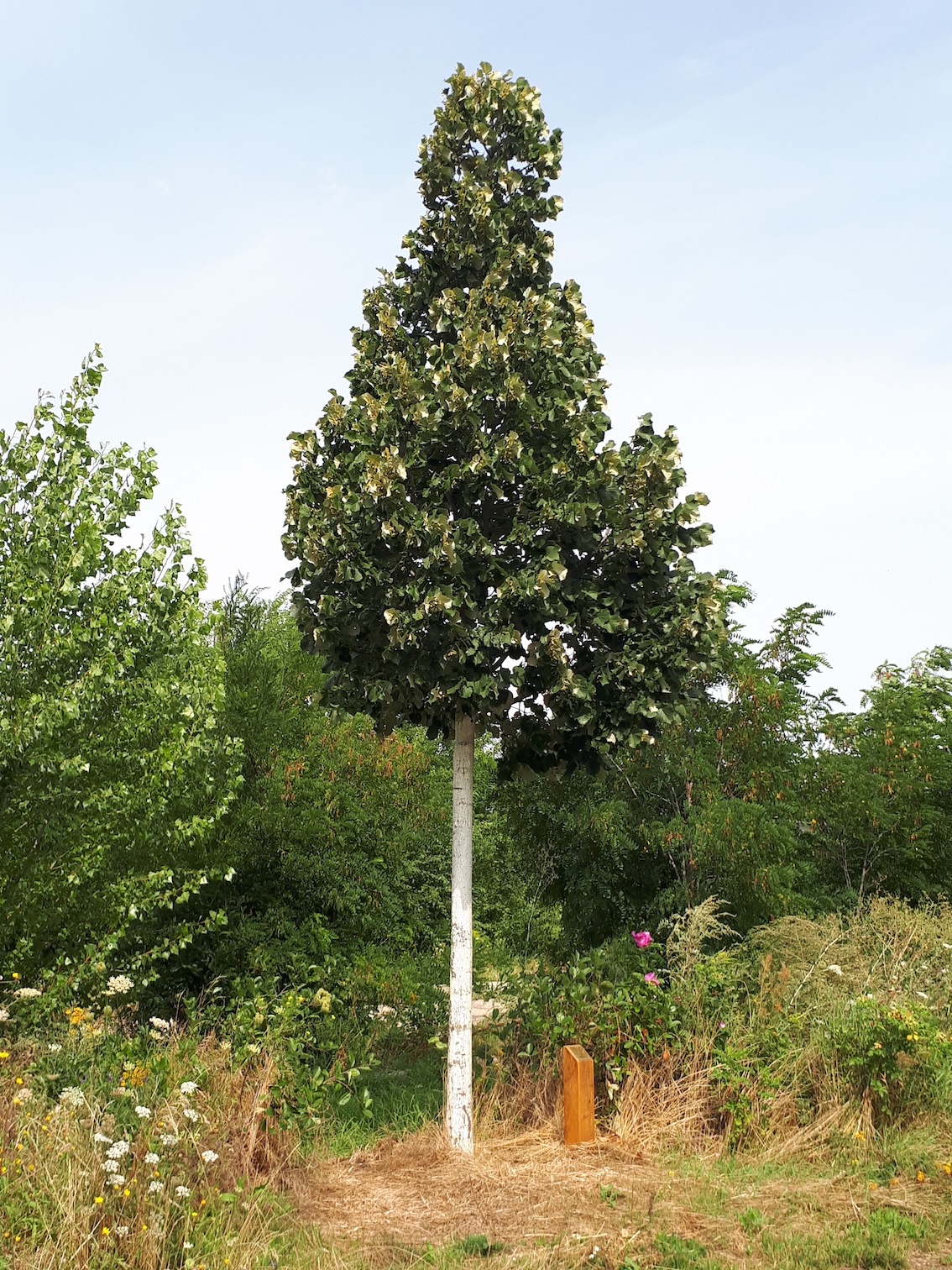 Ein Baum 