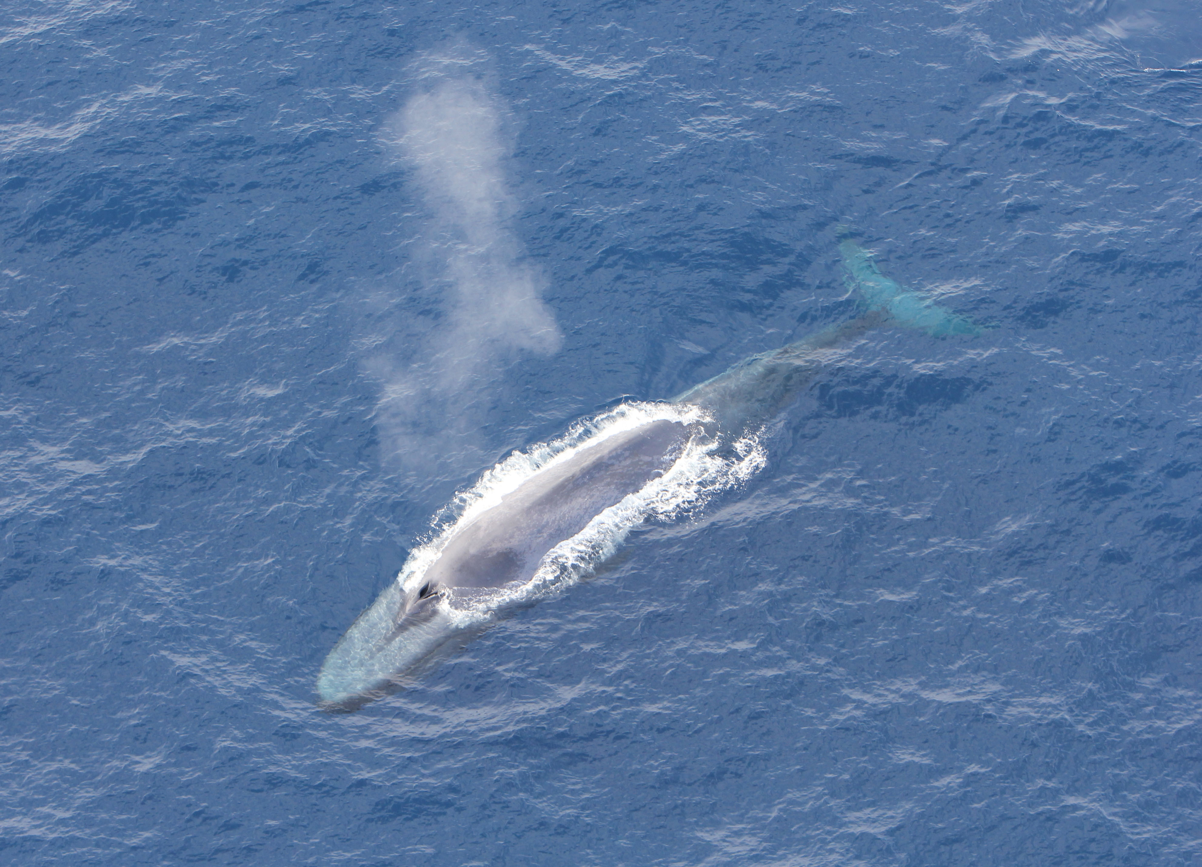 Ein soeben aufgetauchter Blauwal stößt Blas, seine Atemluft durch das Blasloch aus. 