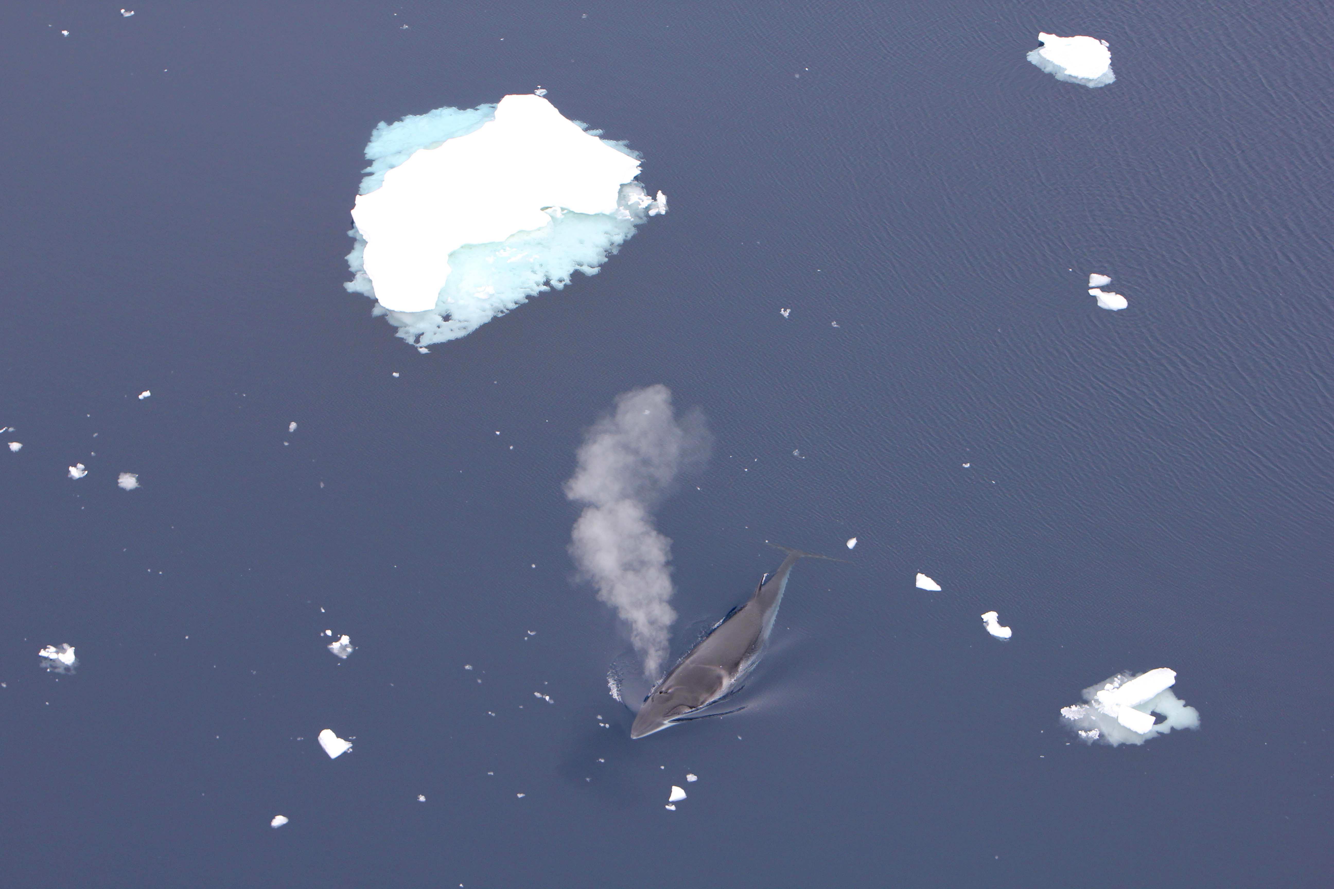 minke whale